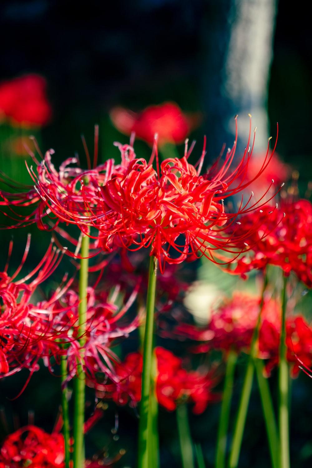 1000x1500 Red Spider Lily Picture. Download Free Image