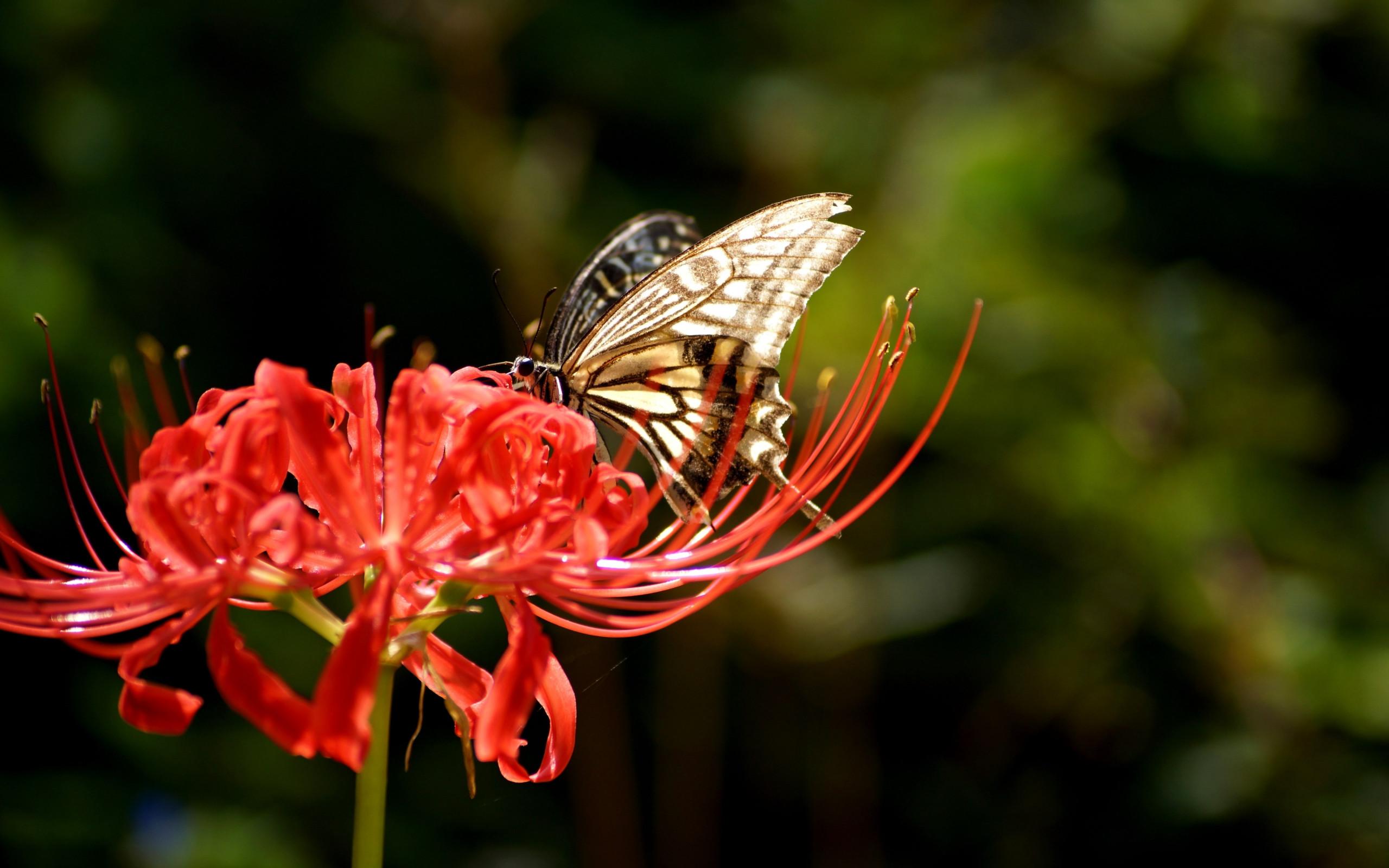 2560x1600 Download wallpaper: Butterfly on Lycoris Radiata flower 2560x1600