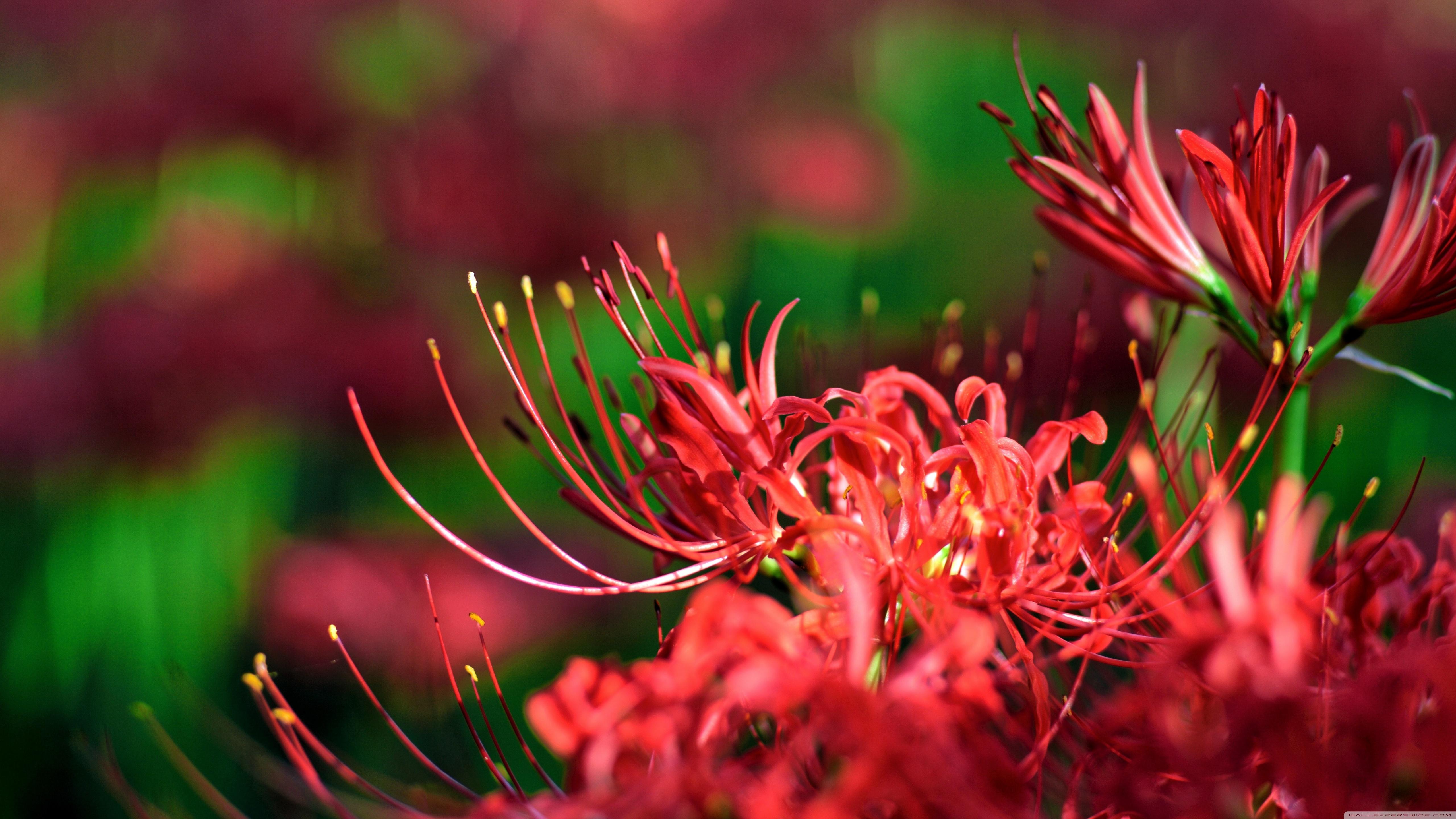 5120x2880 Red Spider Lily, Japan Ultra HD Desktop Background Wallpaper for 4K UHD TV : Widescreen & UltraWide Desktop & Laptop : Tablet