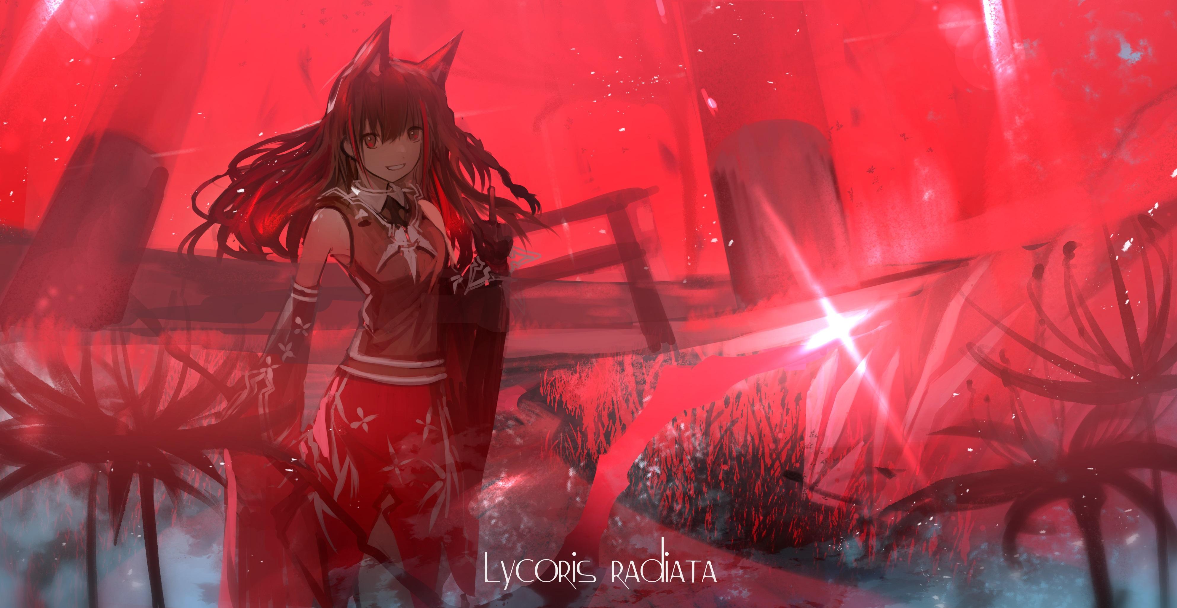 3971x2053 Lycoris radiata by tarbo HD Wallpaper