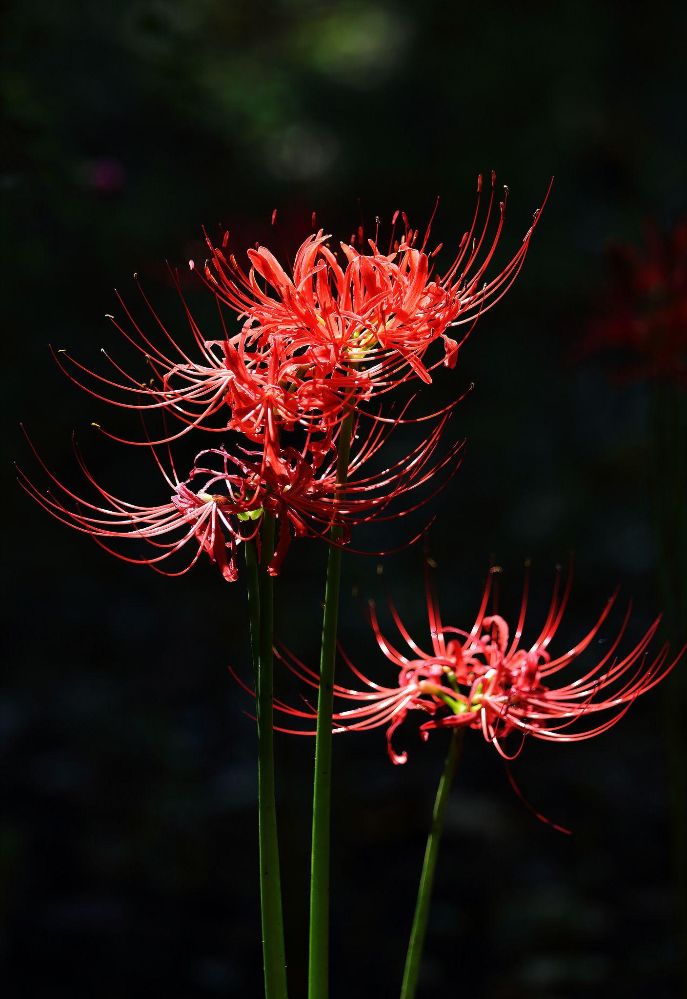 Lycoris Radiata Wallpapers - Top Free Lycoris Radiata Backgrounds ...