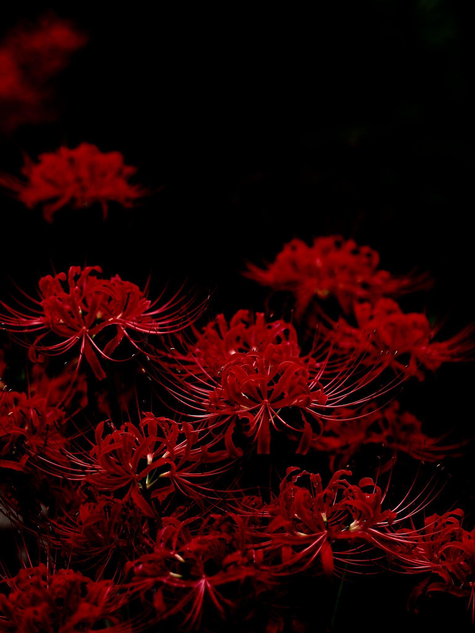 1536x2048 Anime Red Spider Lily Wallpaper