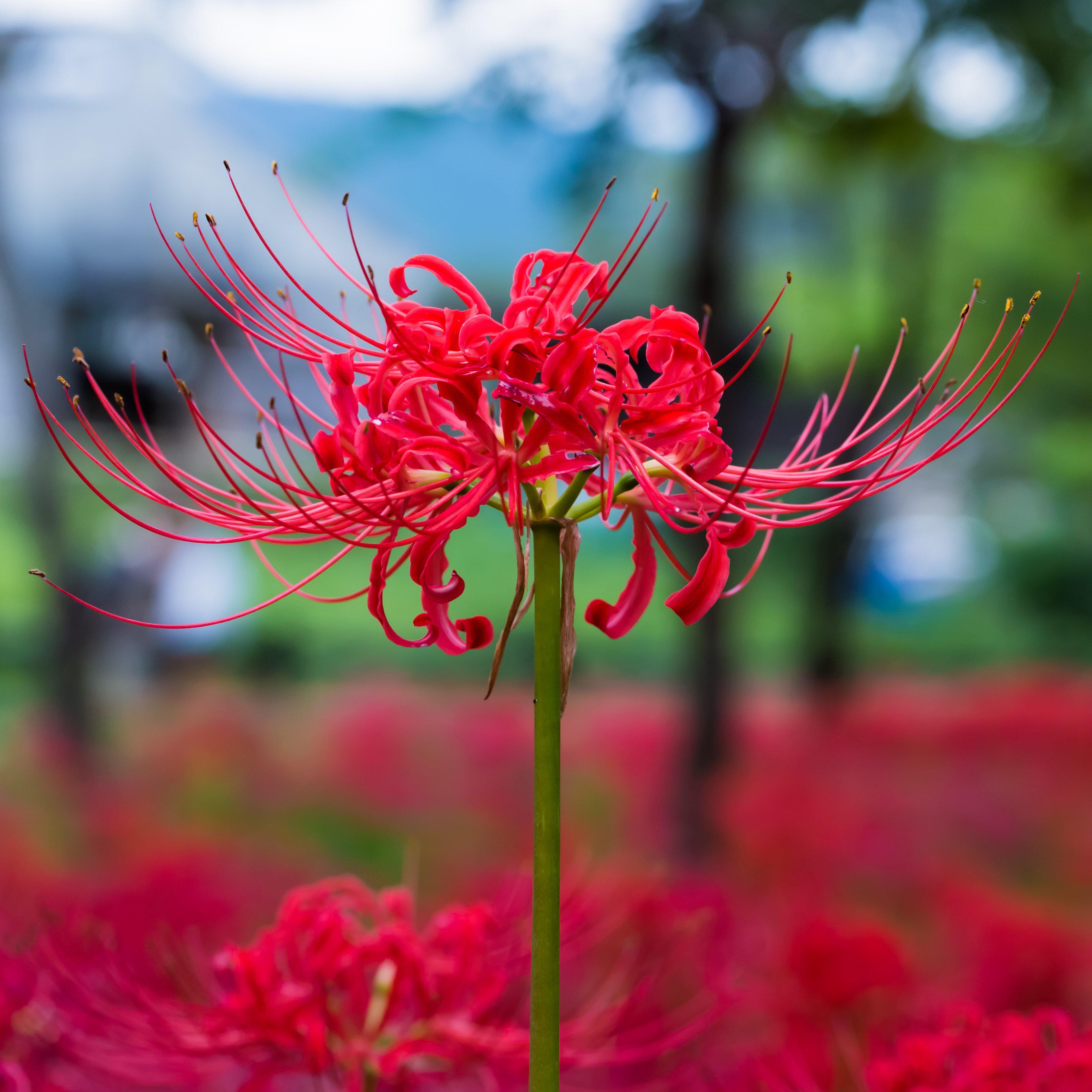 3390x3390 Lycoris Red 'Radiata'. Red spider lily, Lily plants, Easy to grow bulbs