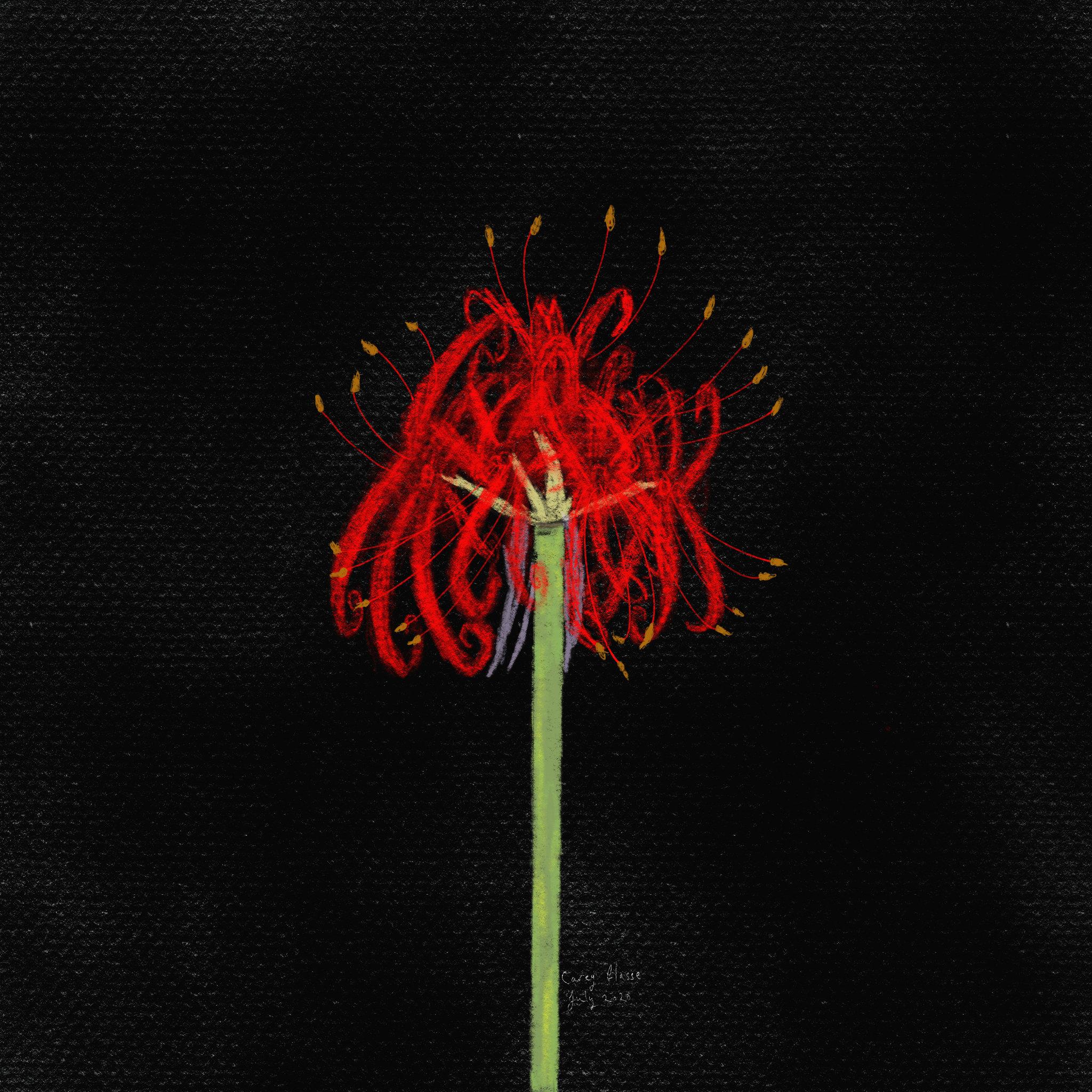 Lycoris Radiata Wallpapers - Top Free Lycoris Radiata Backgrounds ...