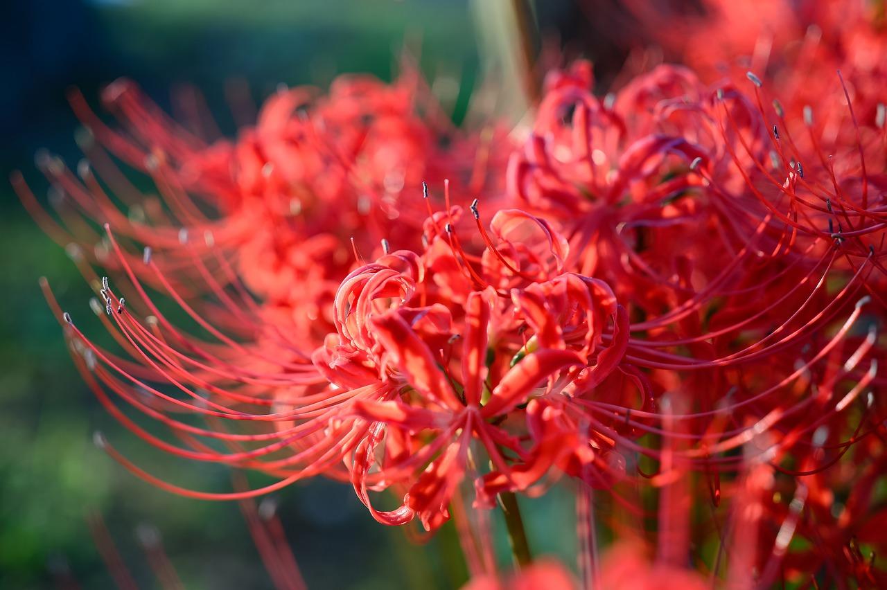 Lycoris Radiata Wallpapers - Top Free Lycoris Radiata Backgrounds ...