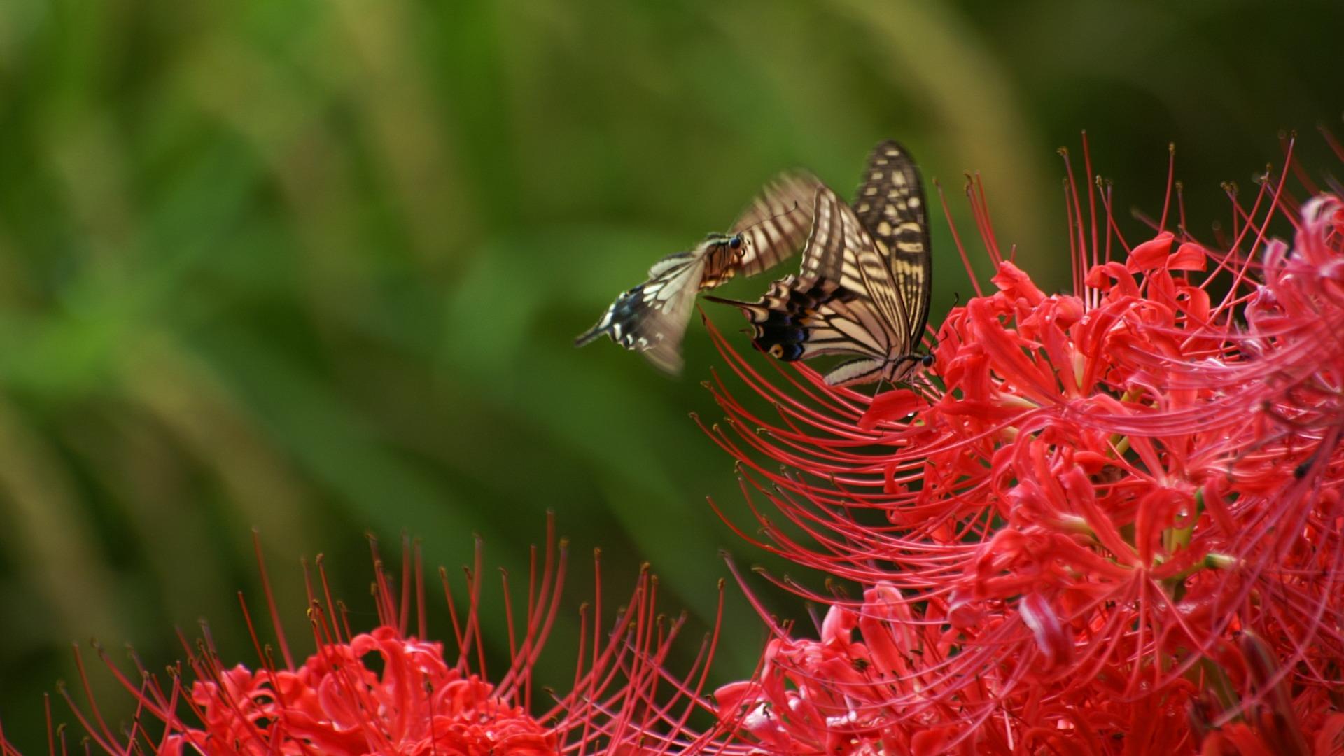 1920x1080 Butterfly On Lycoris Lycoris Radiata Flowers Picture 01