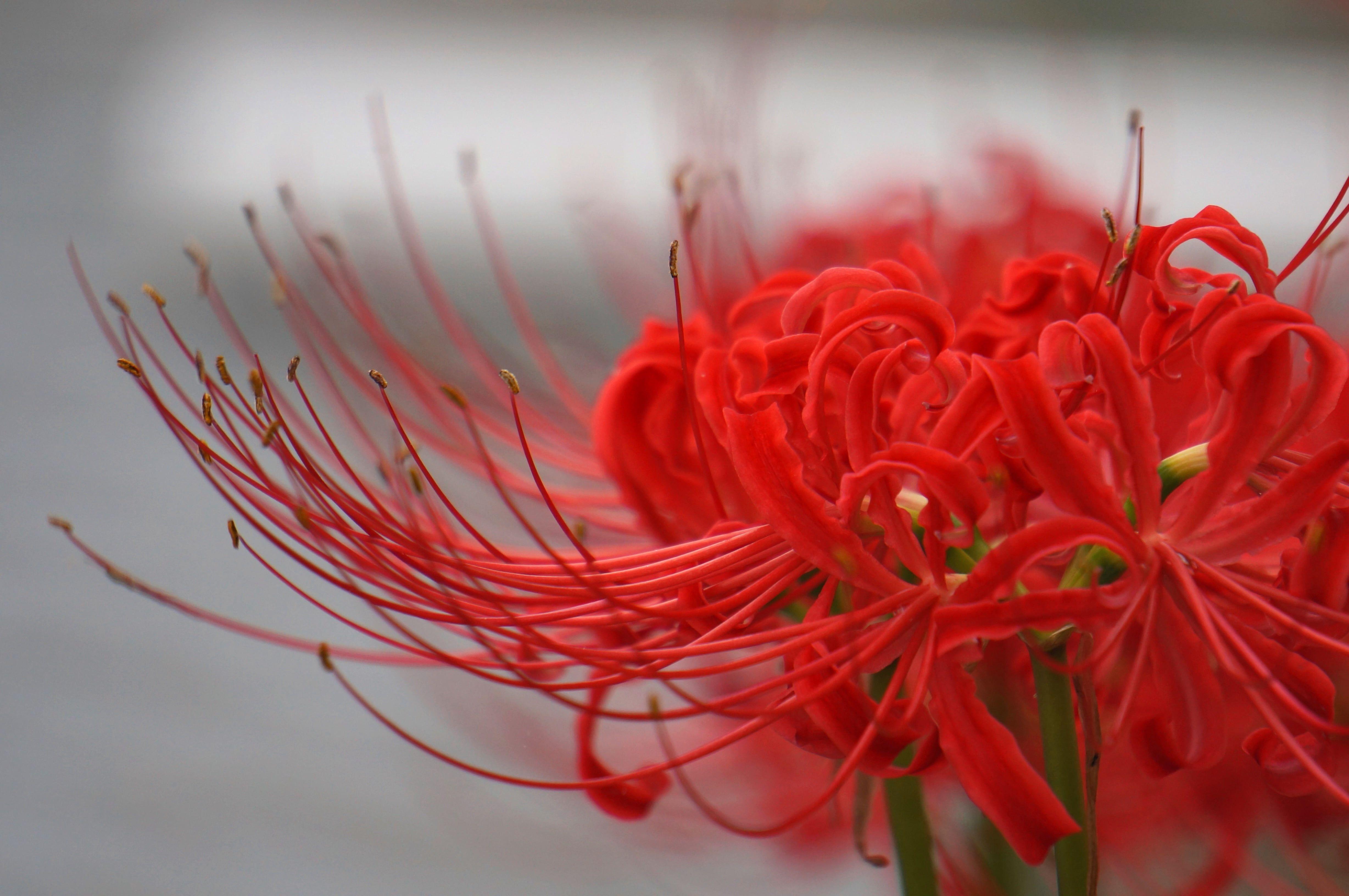 4912x3264 Red Spider Lily Selective Focus Photo, Lily #red K #wallpaper #hdwallpaper #desktop. Red Spider Lily, Lily Wallpaper, Lily