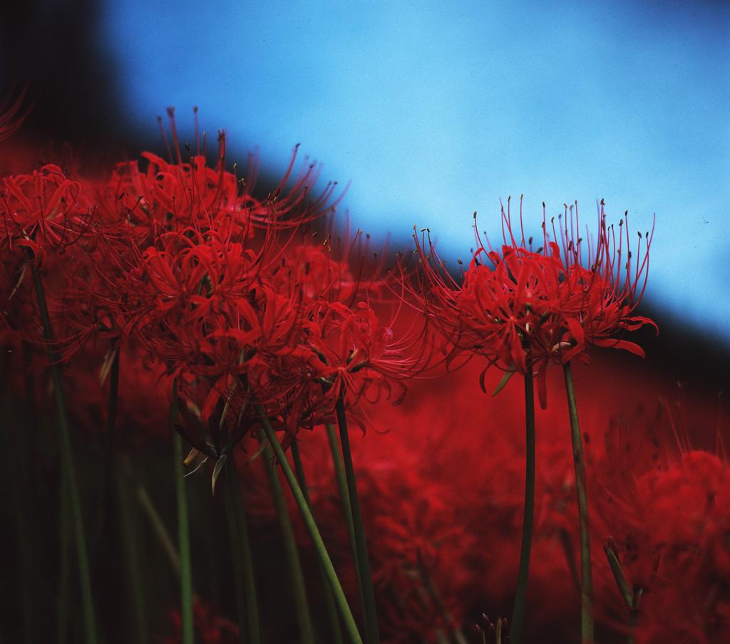 1024x904 image about Red Spider Lily ( Lycoris Radiata). See more about red, flowers and red spider lily