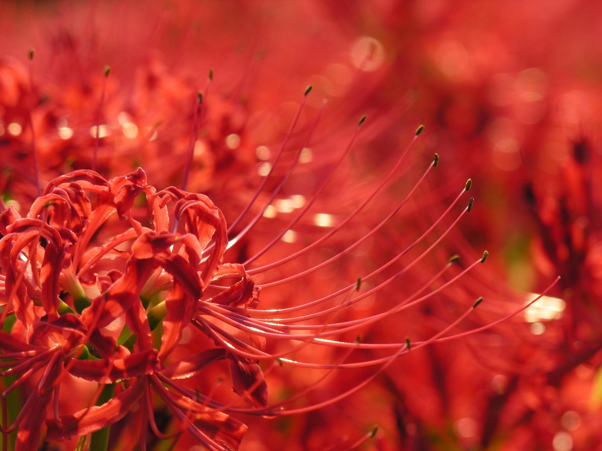 2000x1500 Lycoris radiata spiderlily higanbana