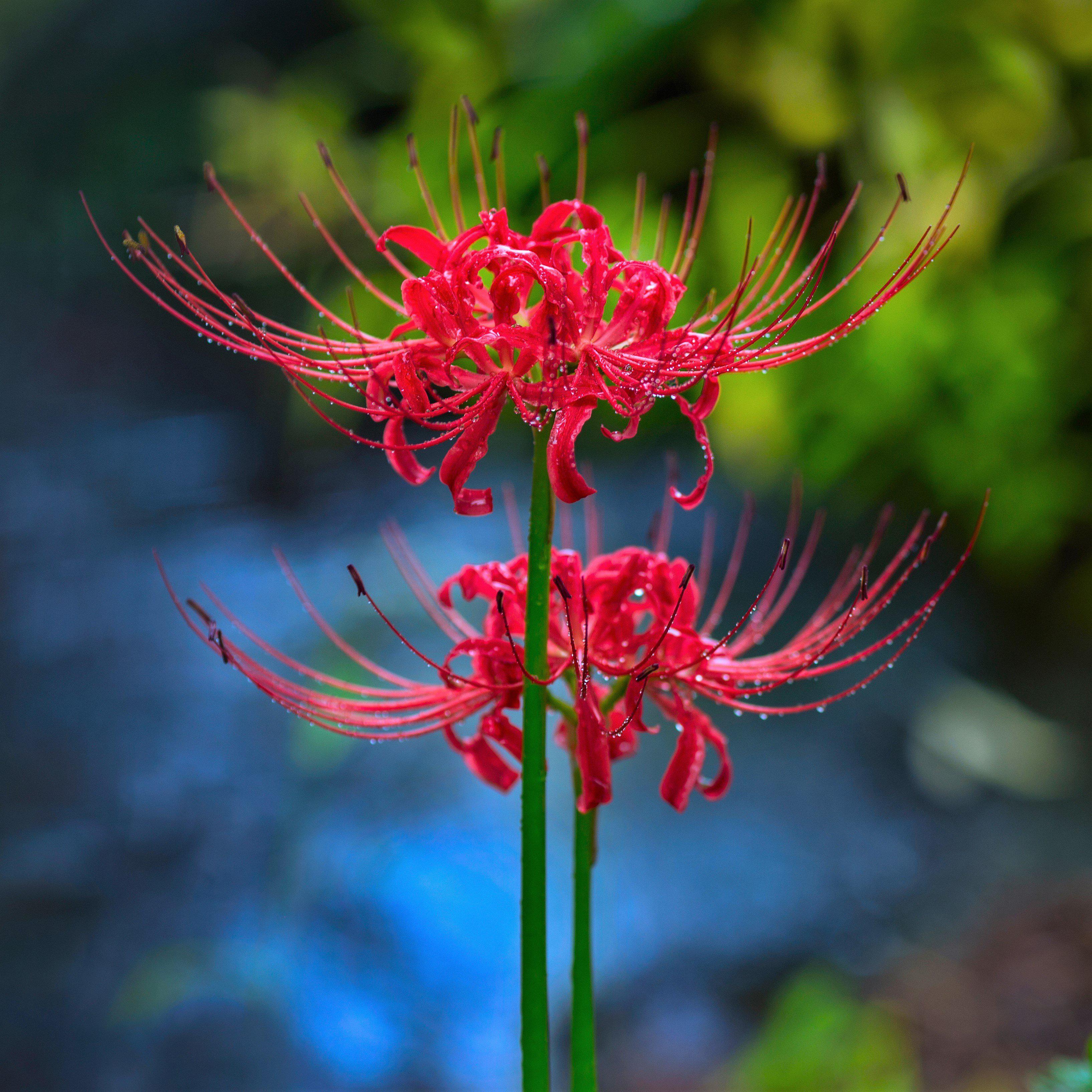 3271x3271 Lycoris Red 'Radiata' Trio (3 Bulbs) Red from Easy to Grow Bulbs