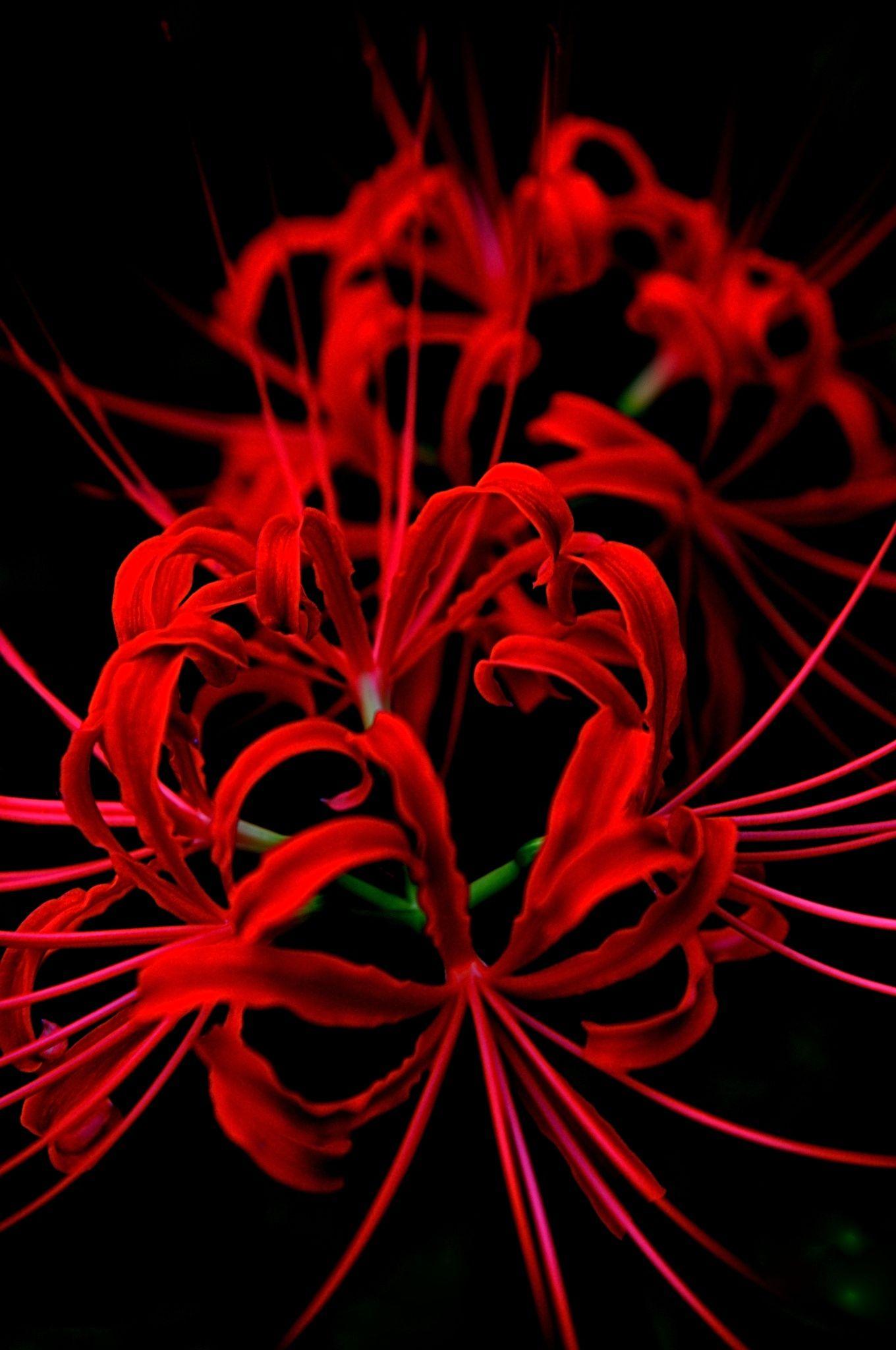 1360x2048 Spider Lily Wallpaper Wallpaper Full HD