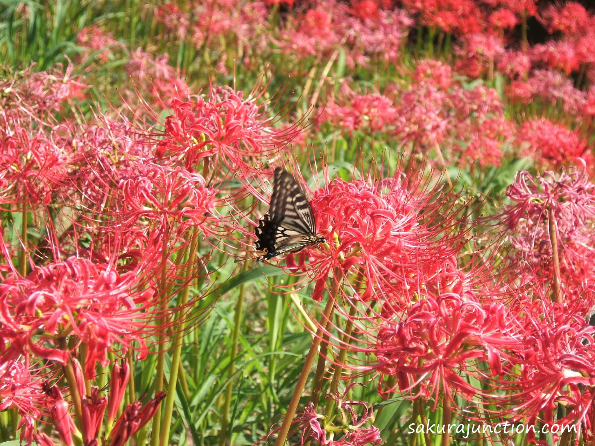 2048x1536 Million Red Spider Lilies 'Higanbana' (彼岸花/曼珠沙華)