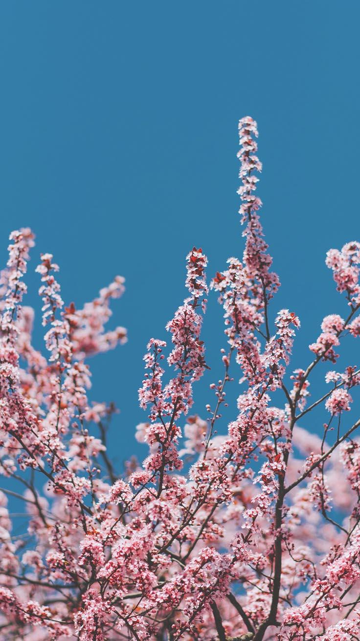 736x1308 Spring Blossom iPhone Wallpaper By Preppy Wallpaper Aesthetics Wallpaper & Background Download
