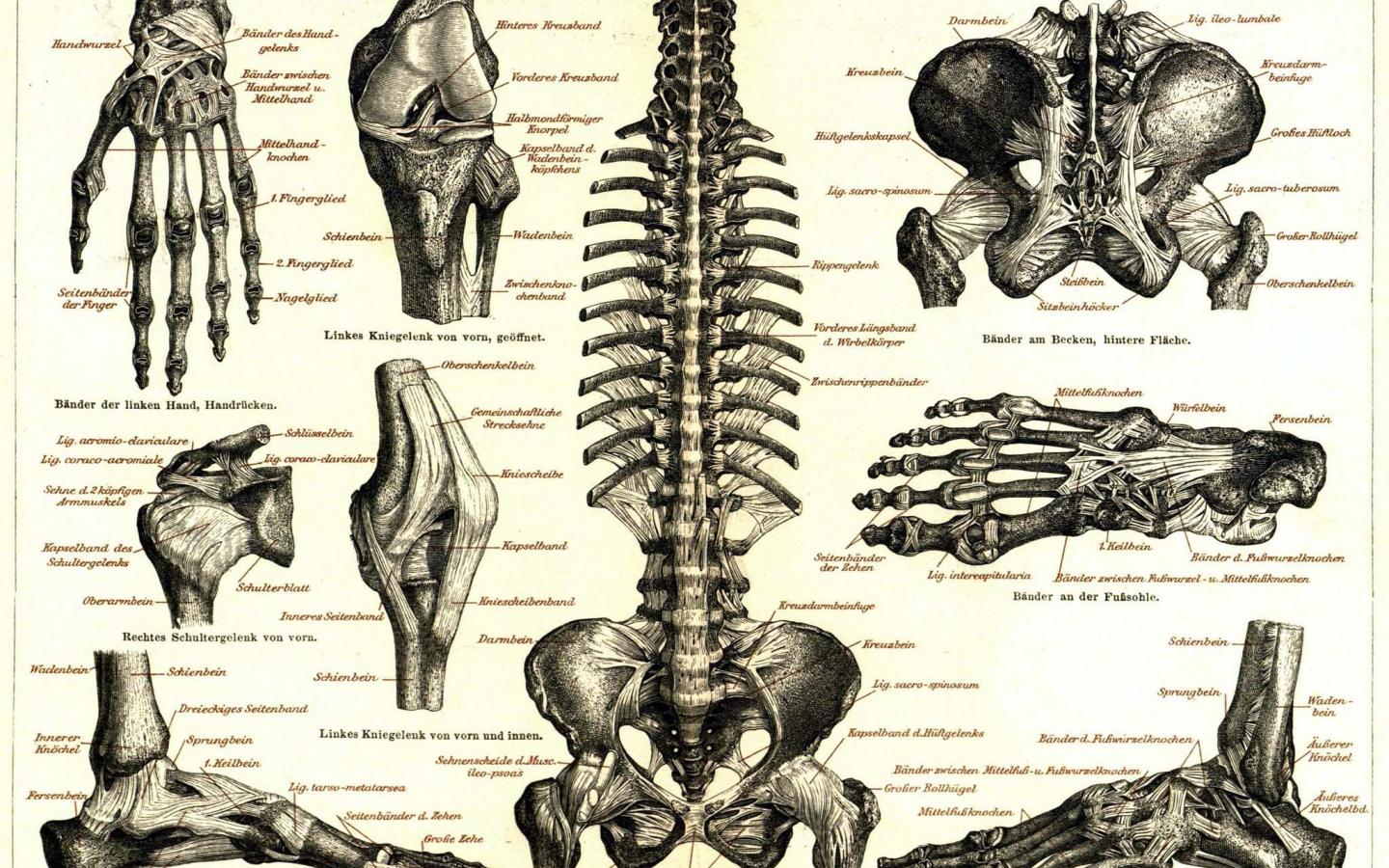 1440x900 Free download Medicine Anatomy Wallpaper 2048x1656 Medicine Anatomy Skeletons [2048x1656] for your Desktop, Mobile & Tablet. Explore Anatomy Wallpaper HD. Grey's Anatomy HD Wallpaper