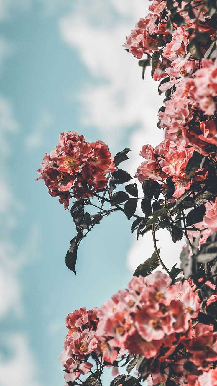 736x1308 Aesthetic Preppy Wallpaper Free HD Wallpaper