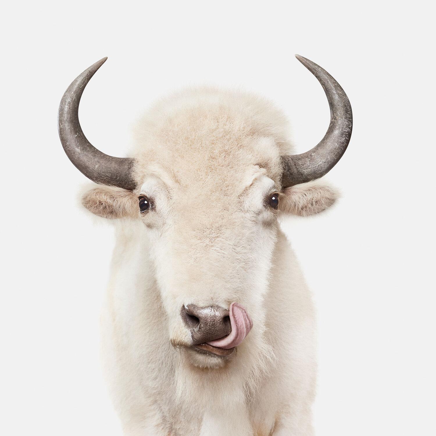 1500x1500 American White Buffalo No. 1