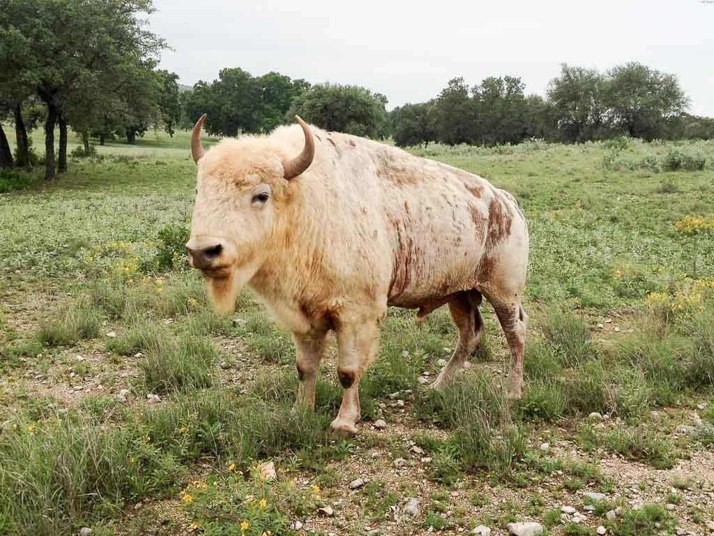 1024x768 White Buffalo Hunting. Species Available