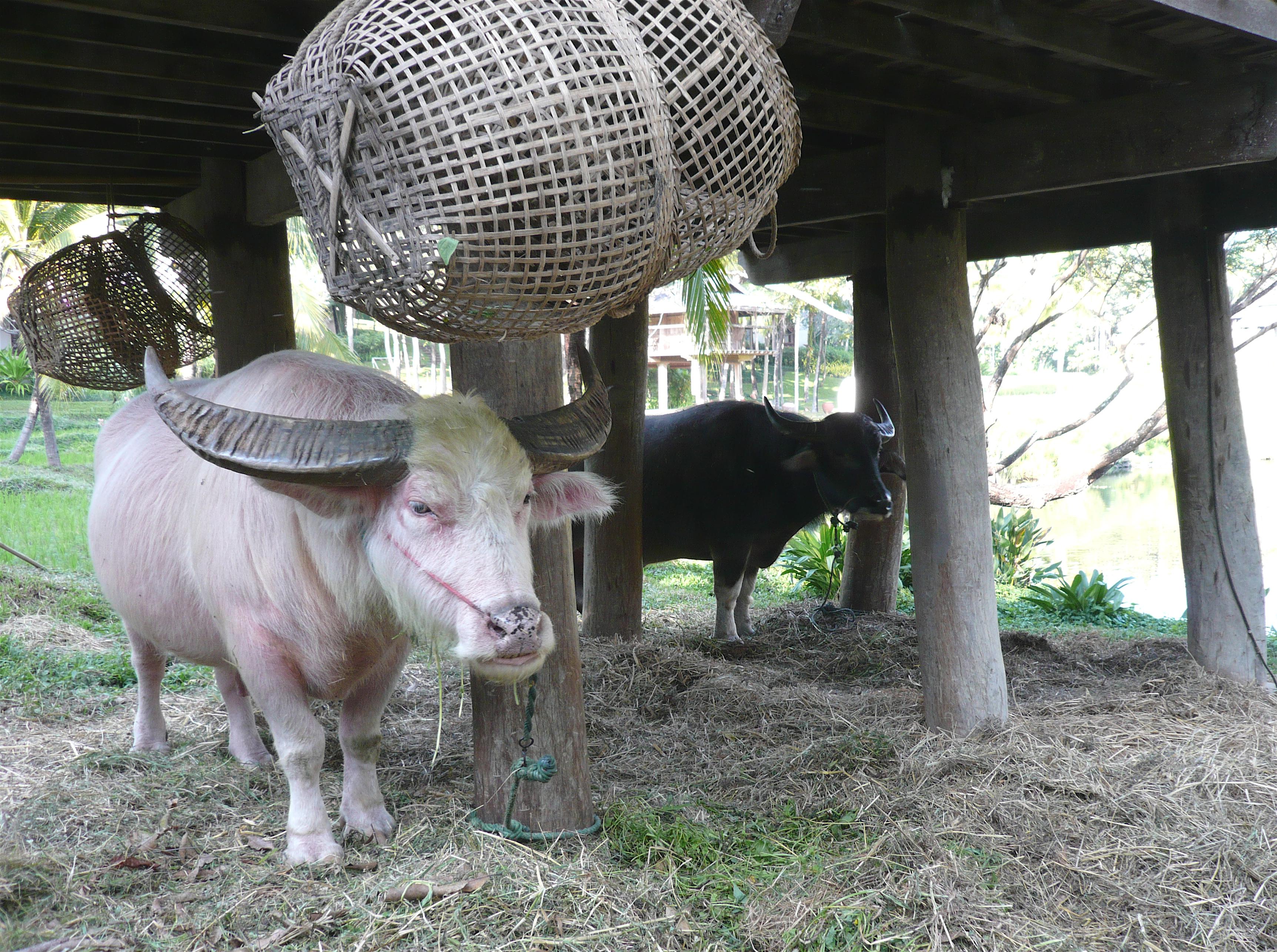 3447x2572 Albino Water Buffalo, Chiang
