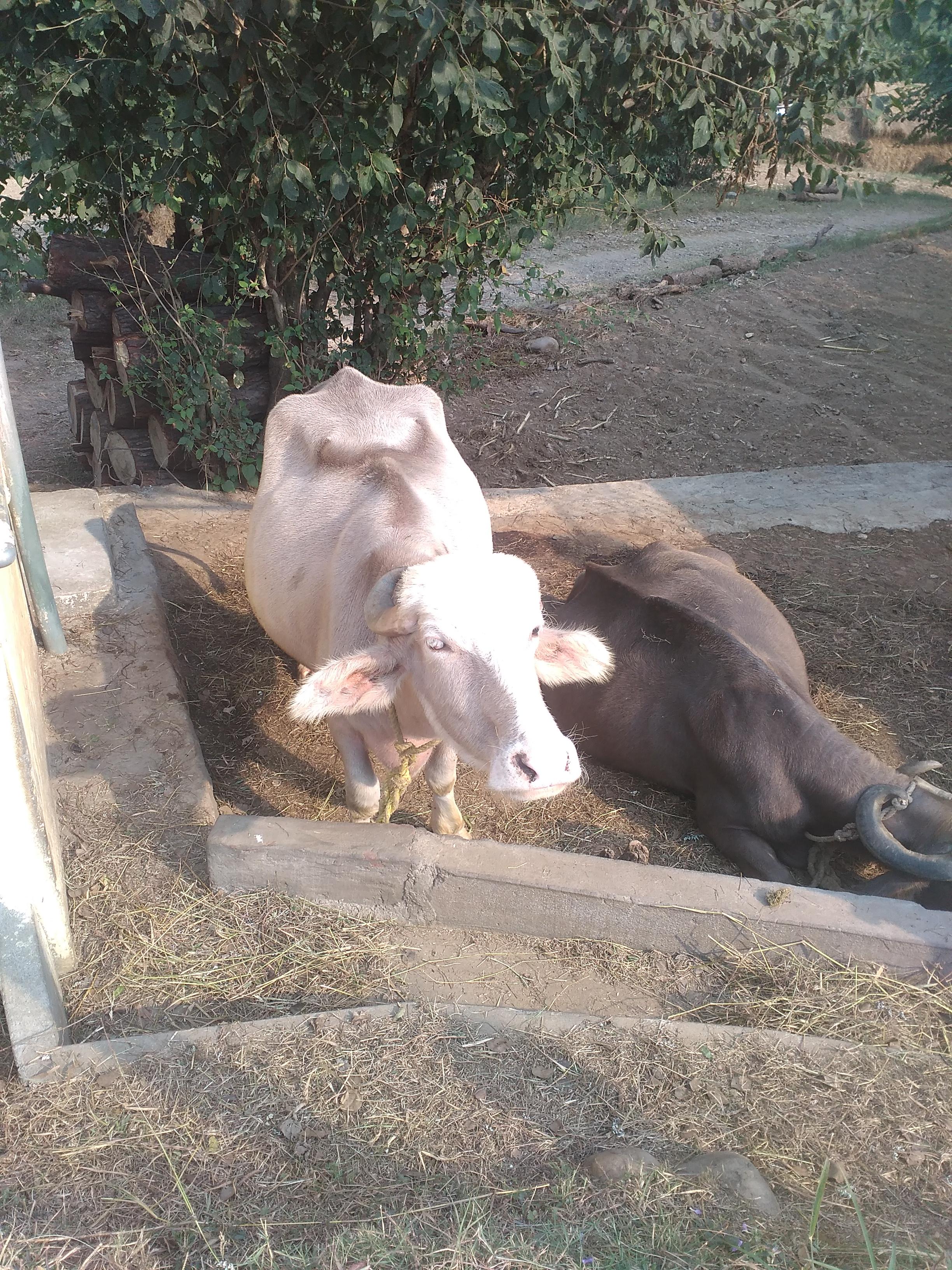 2448x3264 White Buffalo: Bijjadi, Himachal, India