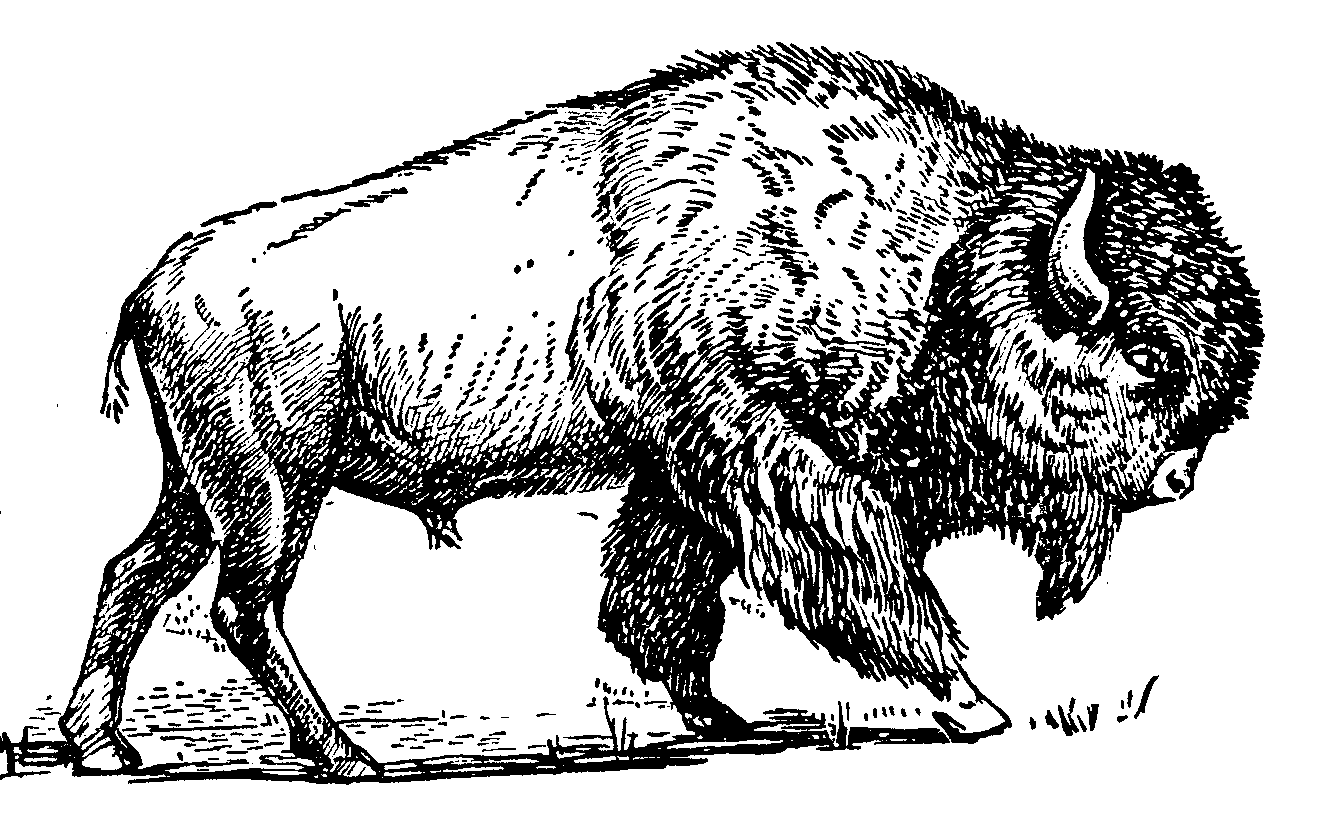 1324x816 Free Buffalo Image Black And White, Download Free Buffalo Image Black And White png image, Free ClipArts on Clipart Library