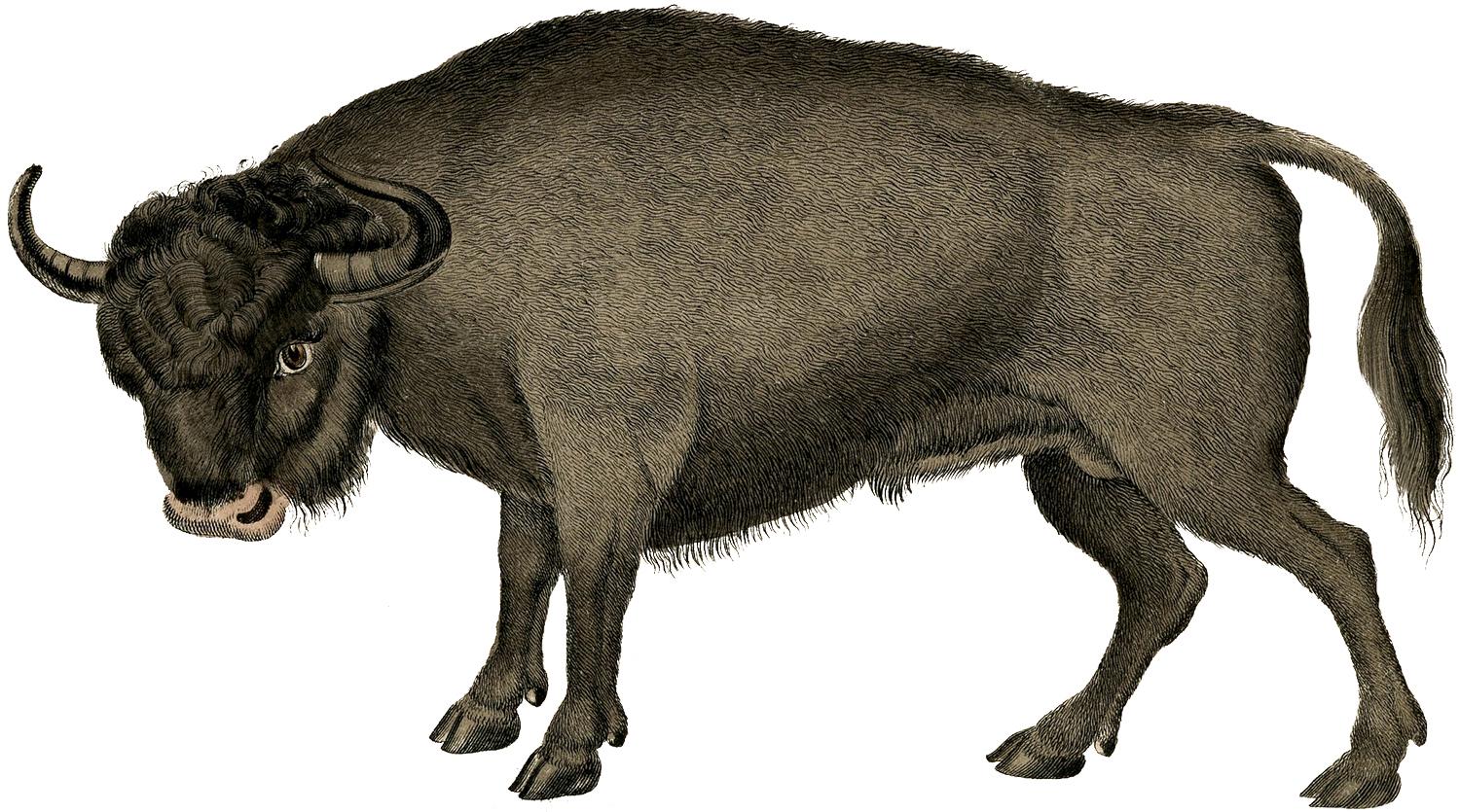 1500x835 Buffalo Image! Graphics Fairy