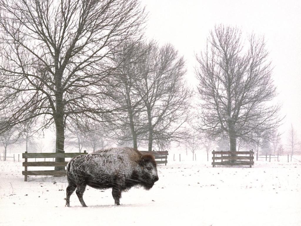 1024x769 Buffalo Wallpaper