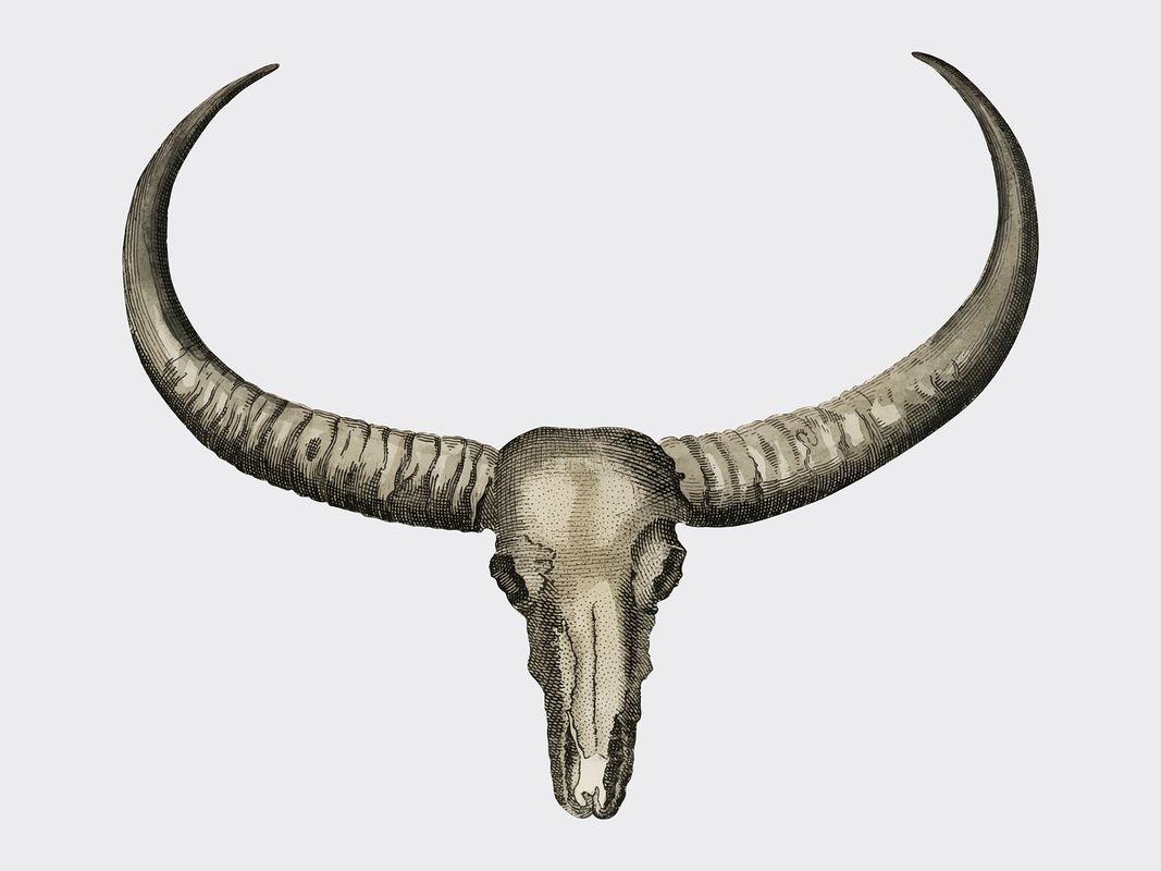 1067x800 Cattle Engraving Image Wallpaper