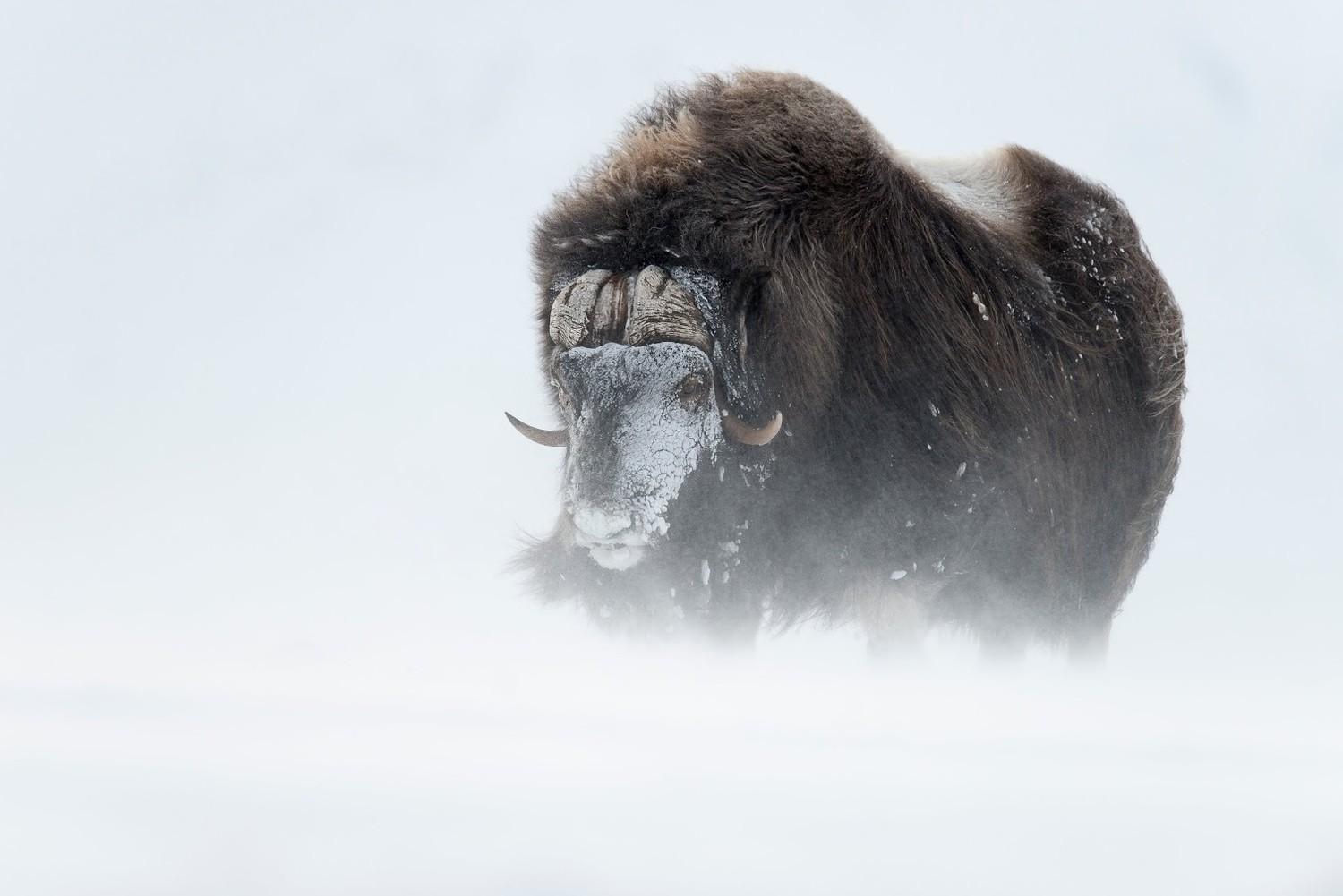 1500x1001 Buffalo Snow Winter Animals White Cold Windy White Background Horns Wallpaper:1500x1001