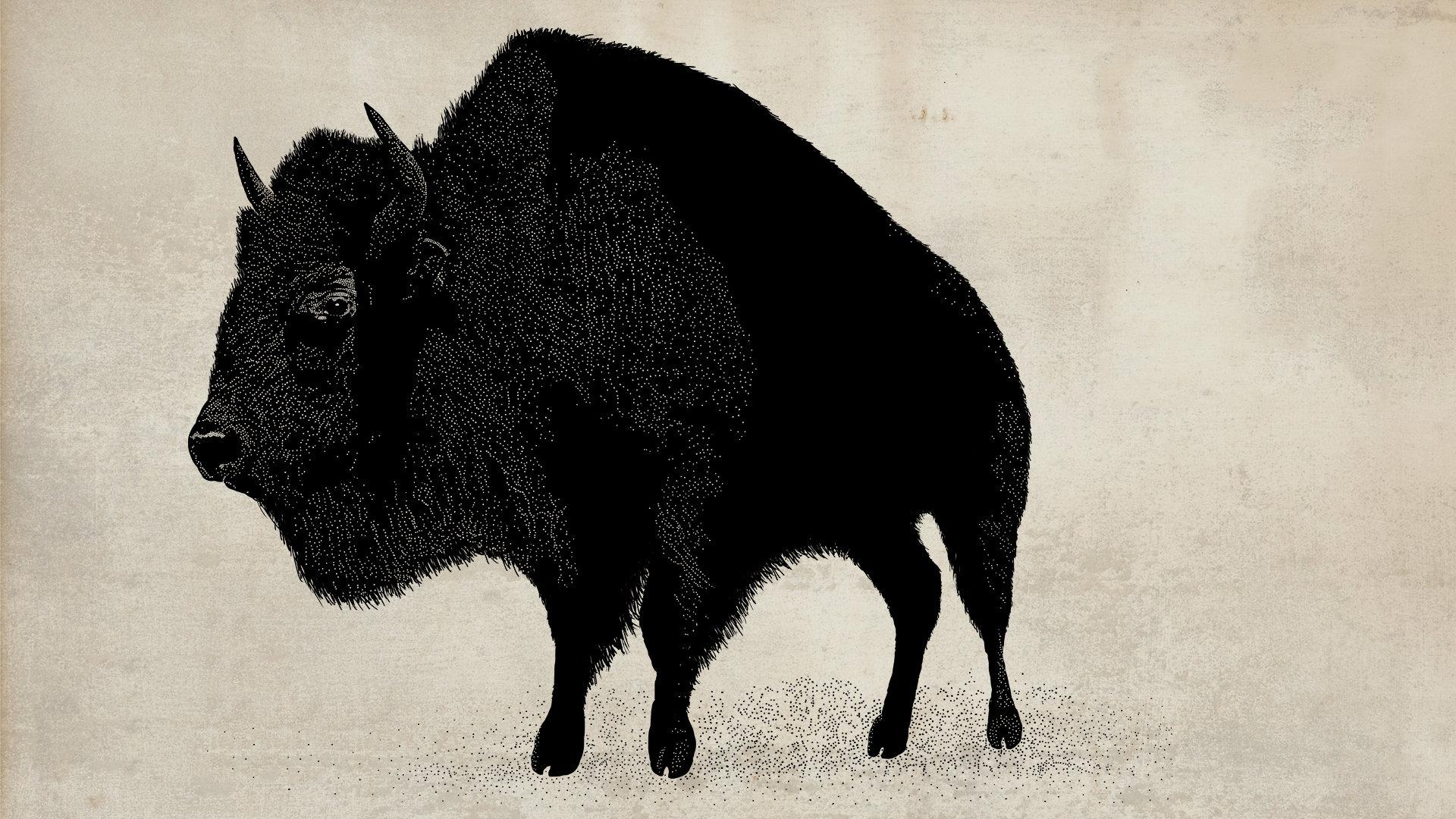 1920x1080 Buffalo wallpaper 1920x1080 Full HD (1080p) desktop background