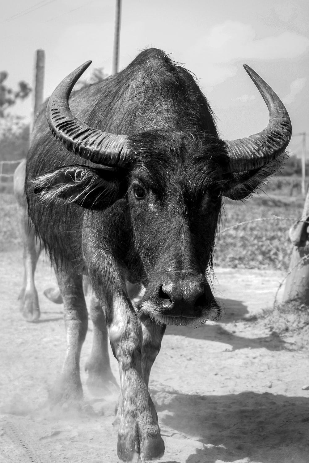 1000x1495 Water Buffalo Picture. Download Free Image