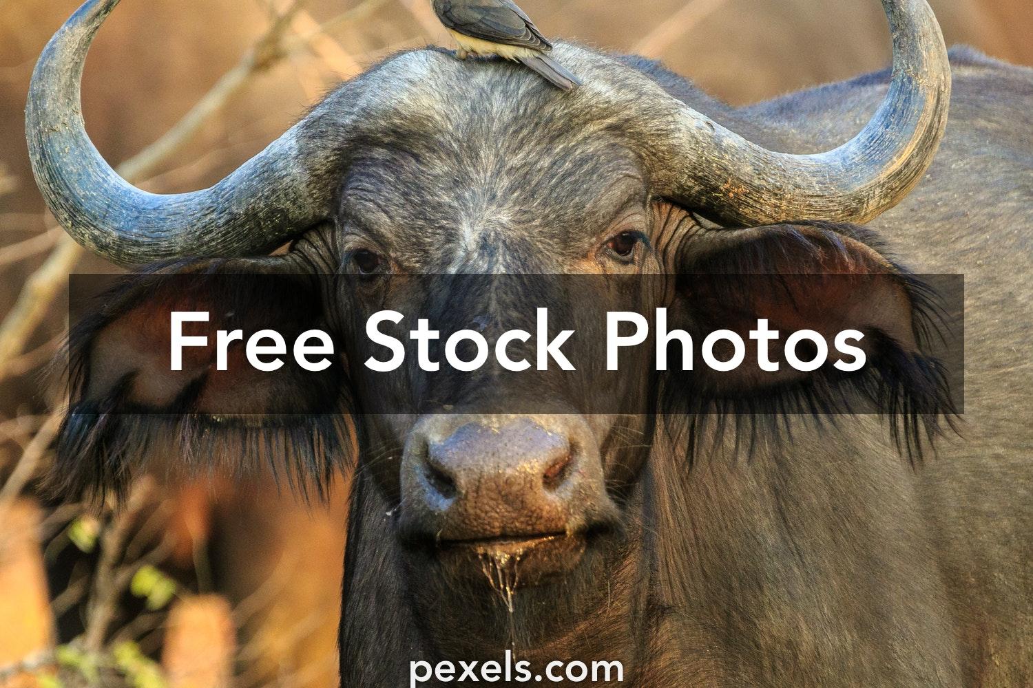 1500x1000 Best Buffalo Photo · 100% Free Downloads