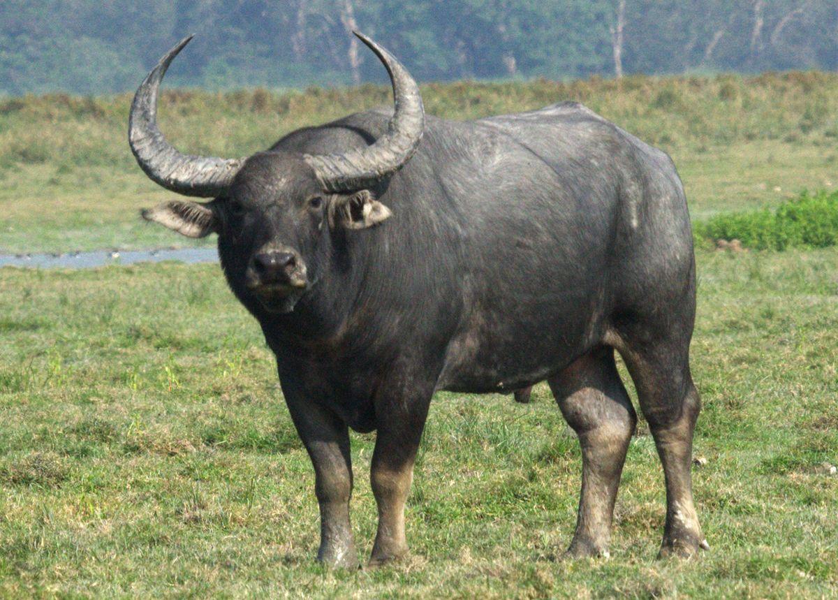 1200x859 Buffalo Wallpaper