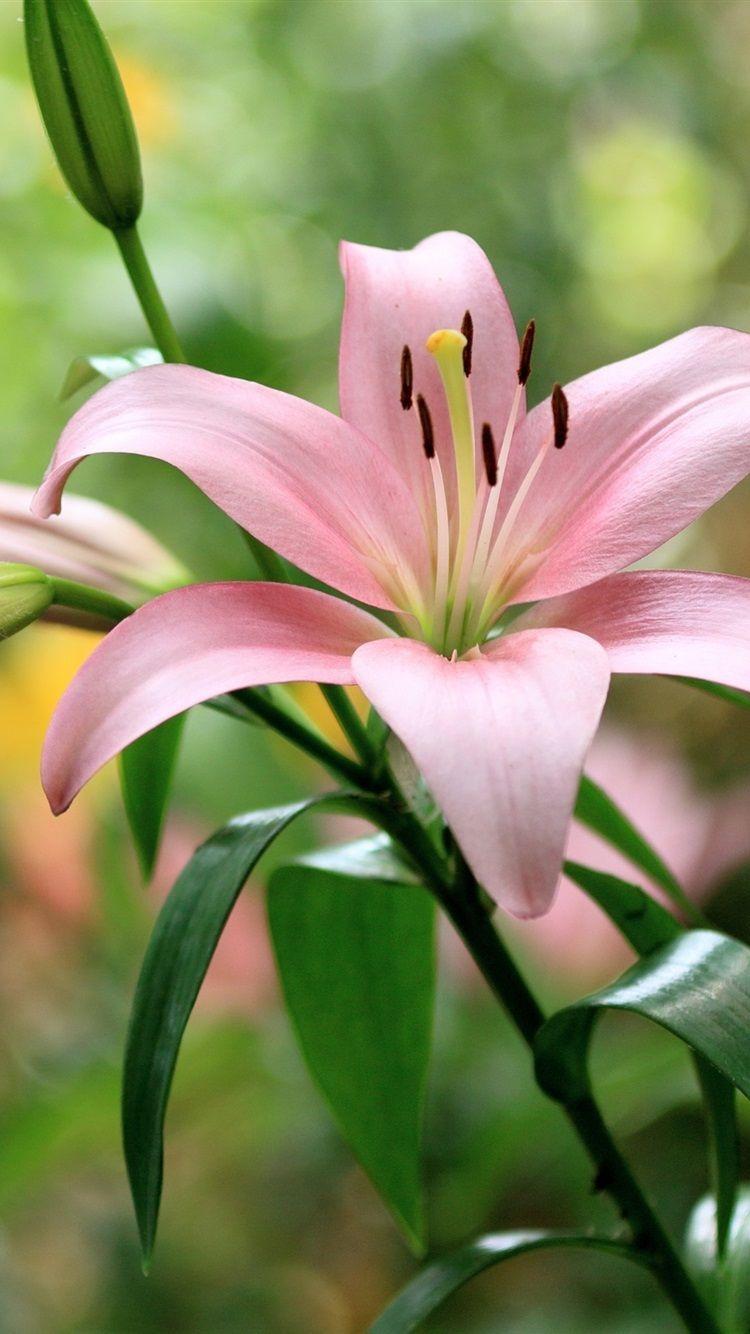750x1334 Lilly Flower Wallpaper