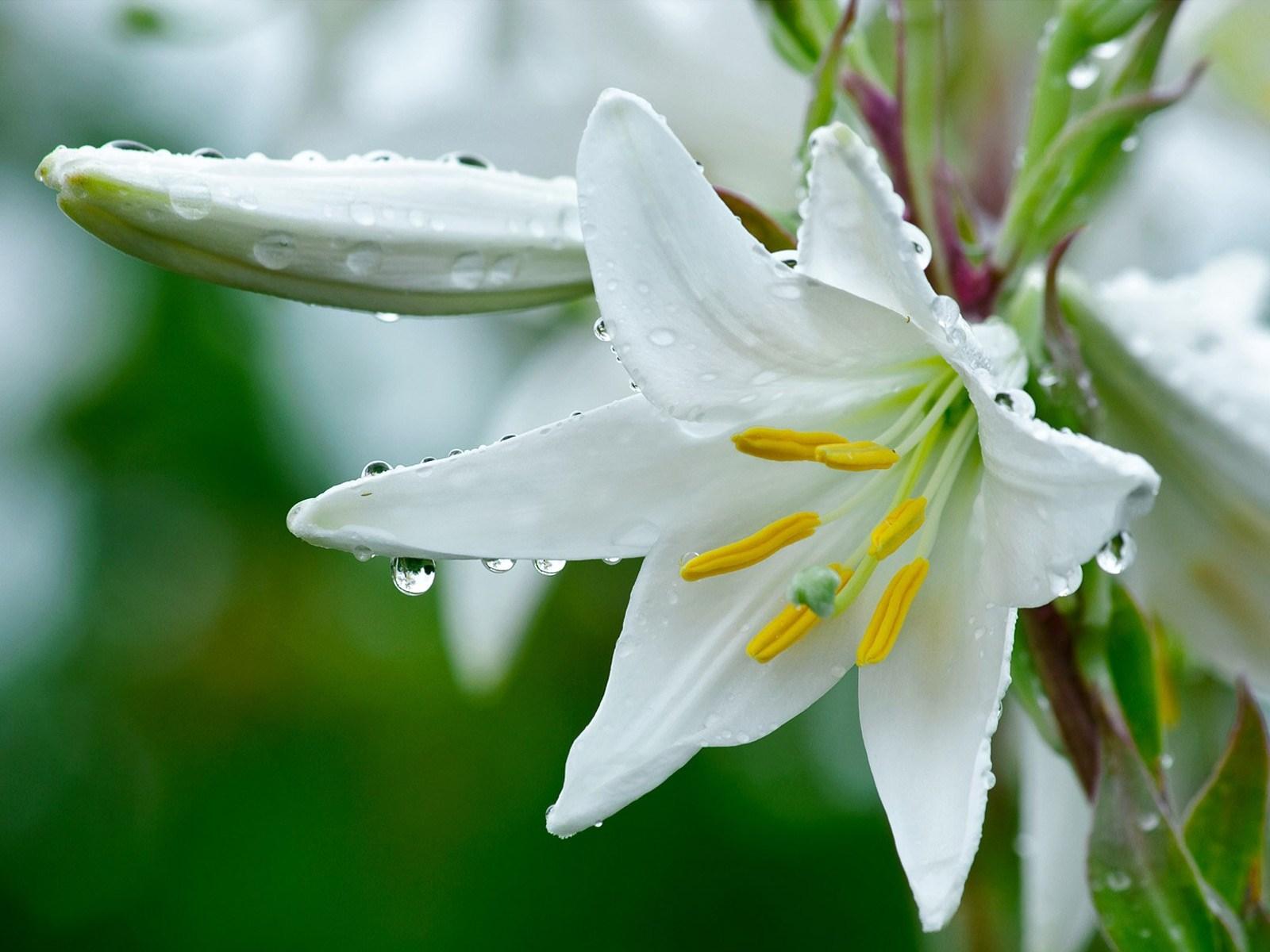 1600x1200 Lily Flowers Image HD