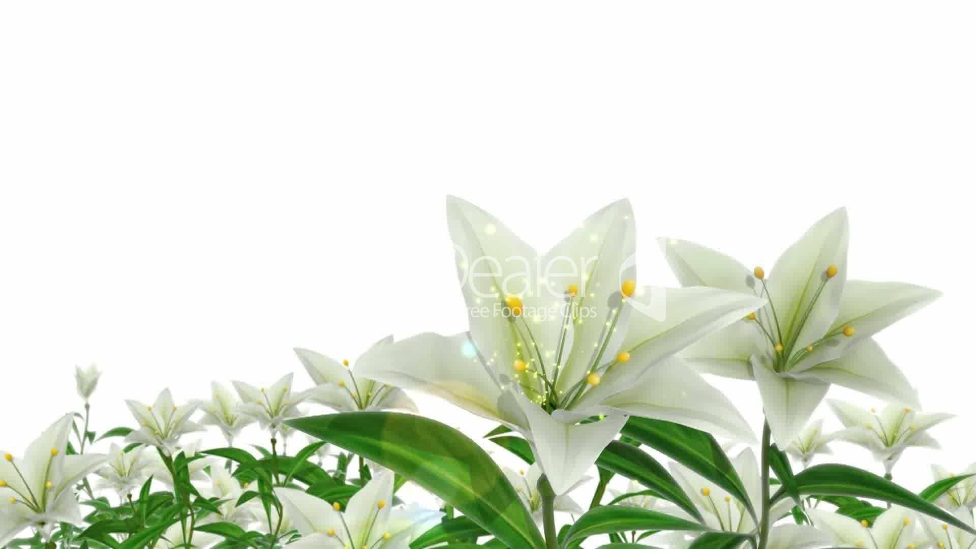1920x1080 Easter Lily Wallpaper