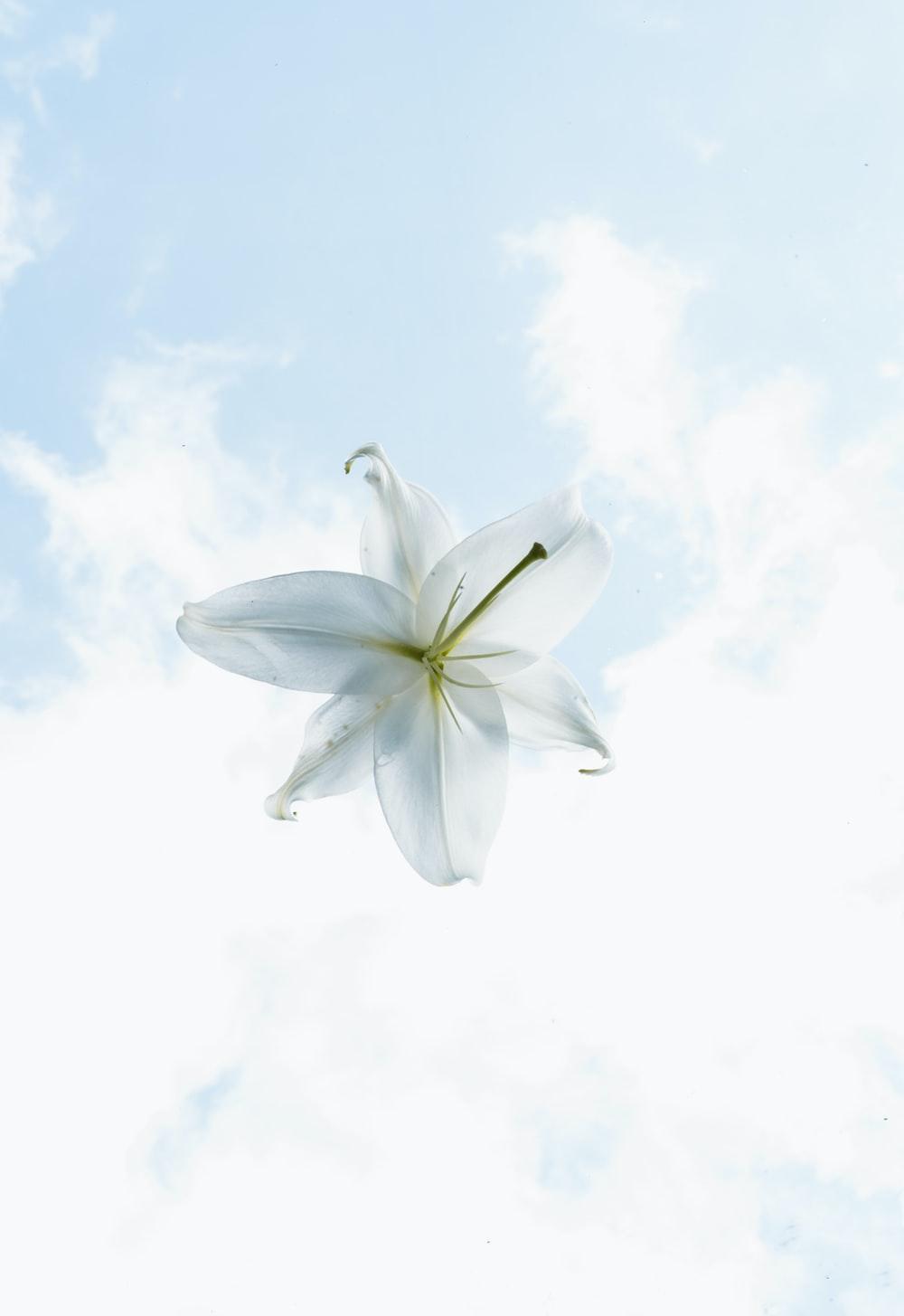 1000x1455 White Lilies Picture. Download Free Image