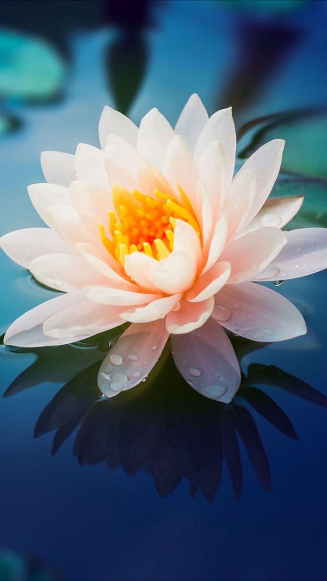 1080x1920 Flowers Wallpaper S11 Note 11. Lotus Flower Wallpaper, Lily Wallpaper, Flowers Nature