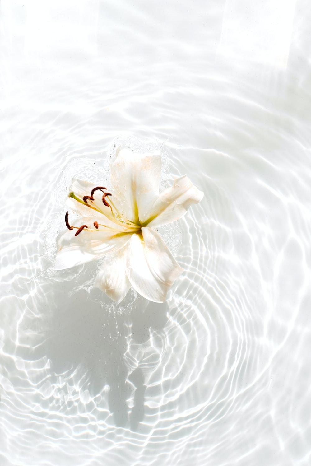 1000x1498 White Lilies Picture. Download Free Image