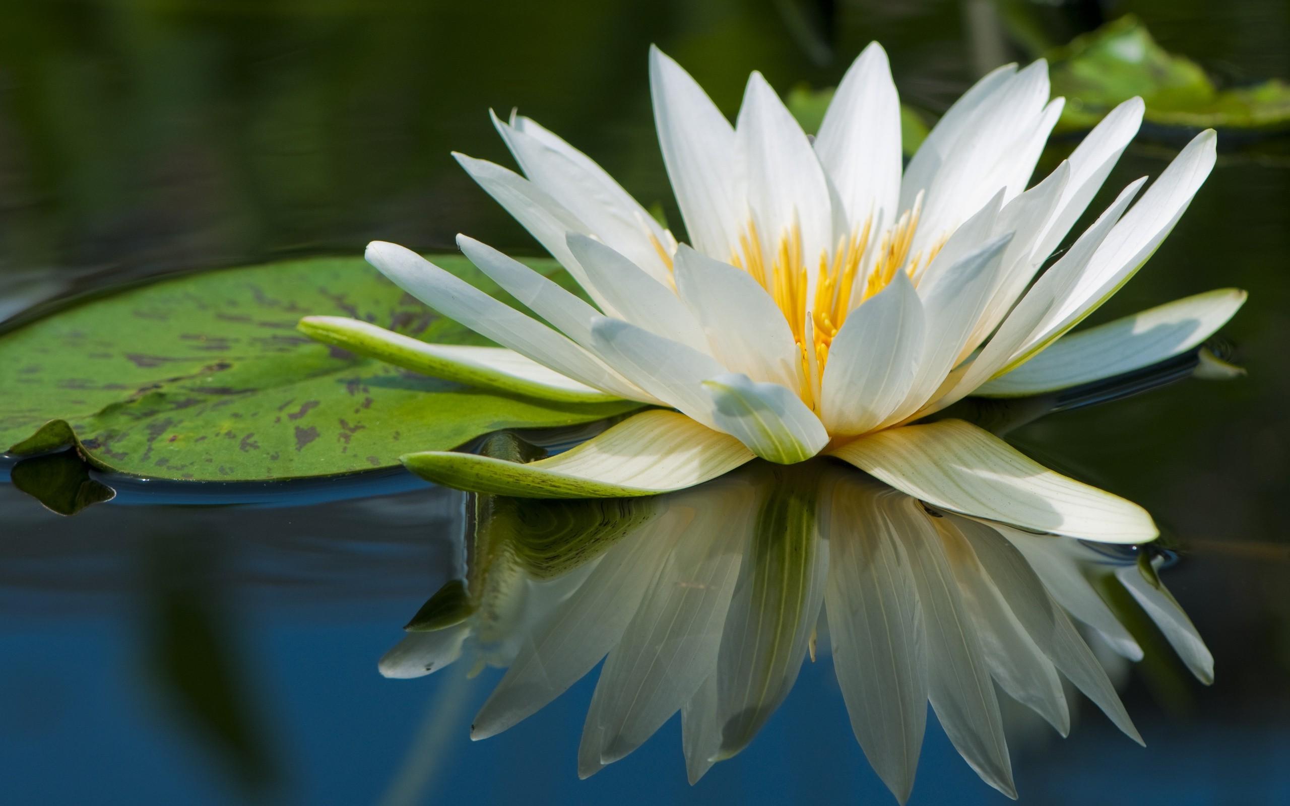 2560x1600 nature, Flowers, Lily Pads, Reflection, Water Lilies Wallpaper HD / Desktop and Mobile Background
