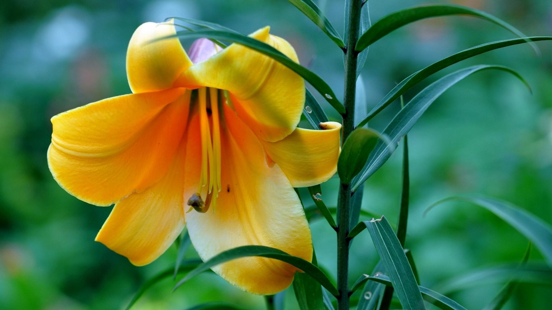 1920x1080 Beautiful HD Lily Flowers Wallpaper