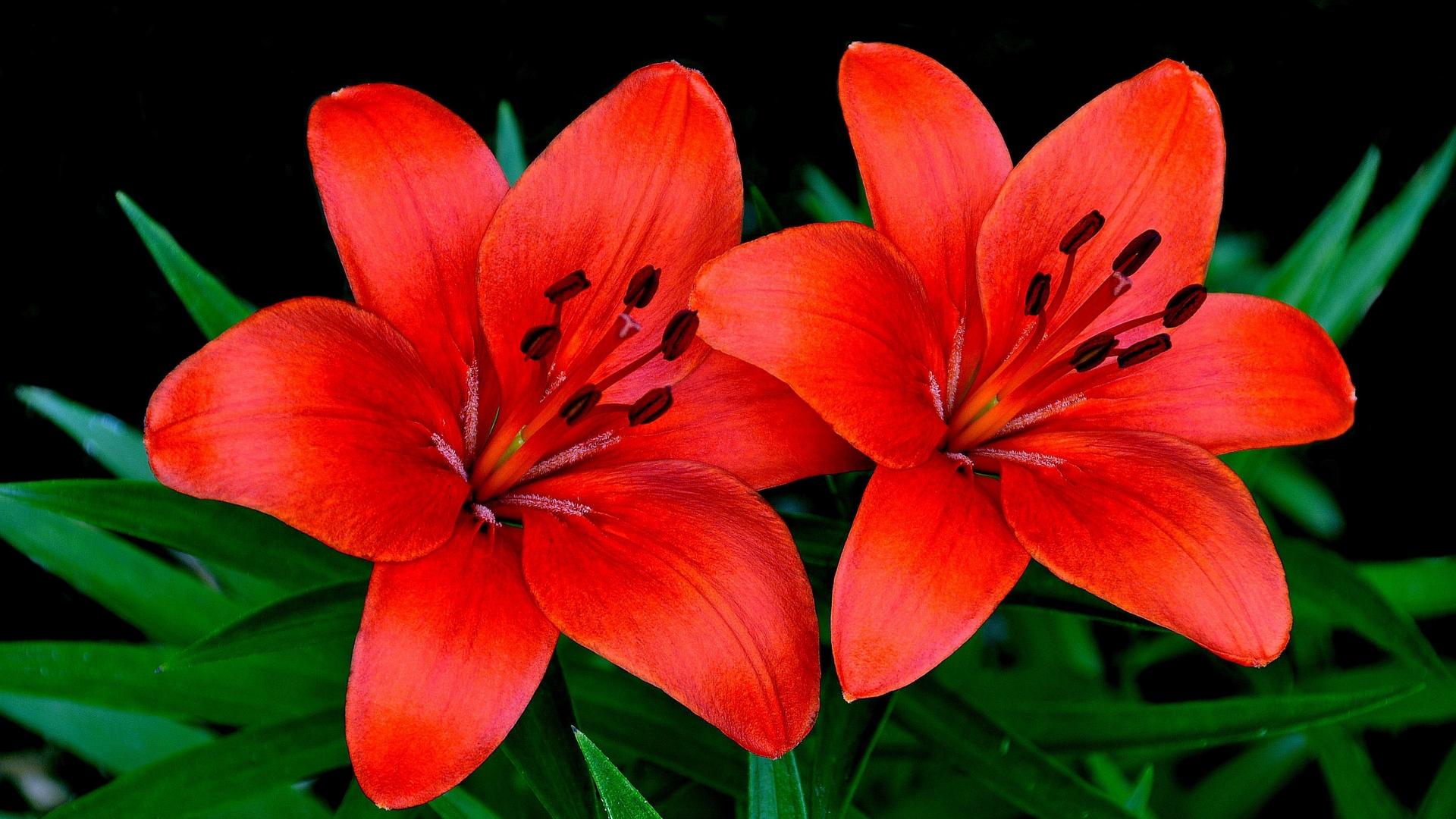 1920x1080 Red Lilies Flowers Couple Free Wallpaper HQ