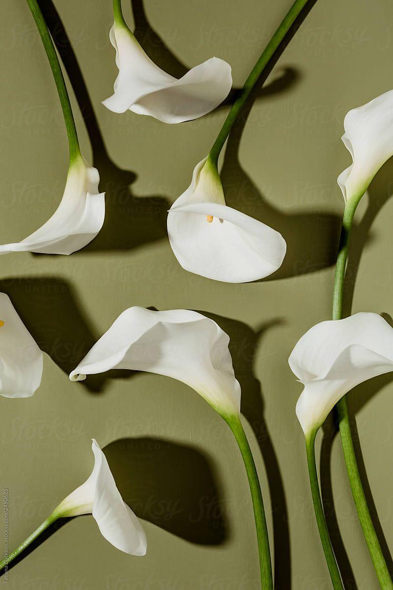 Calla Lily Flower Wallpapers - Top Free Calla Lily Flower Backgrounds