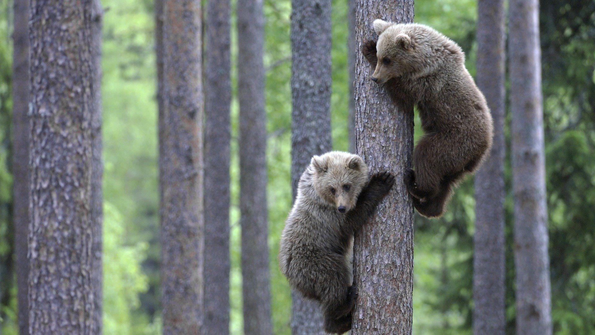 1920x1080 desktop wallpaper animals Gallery