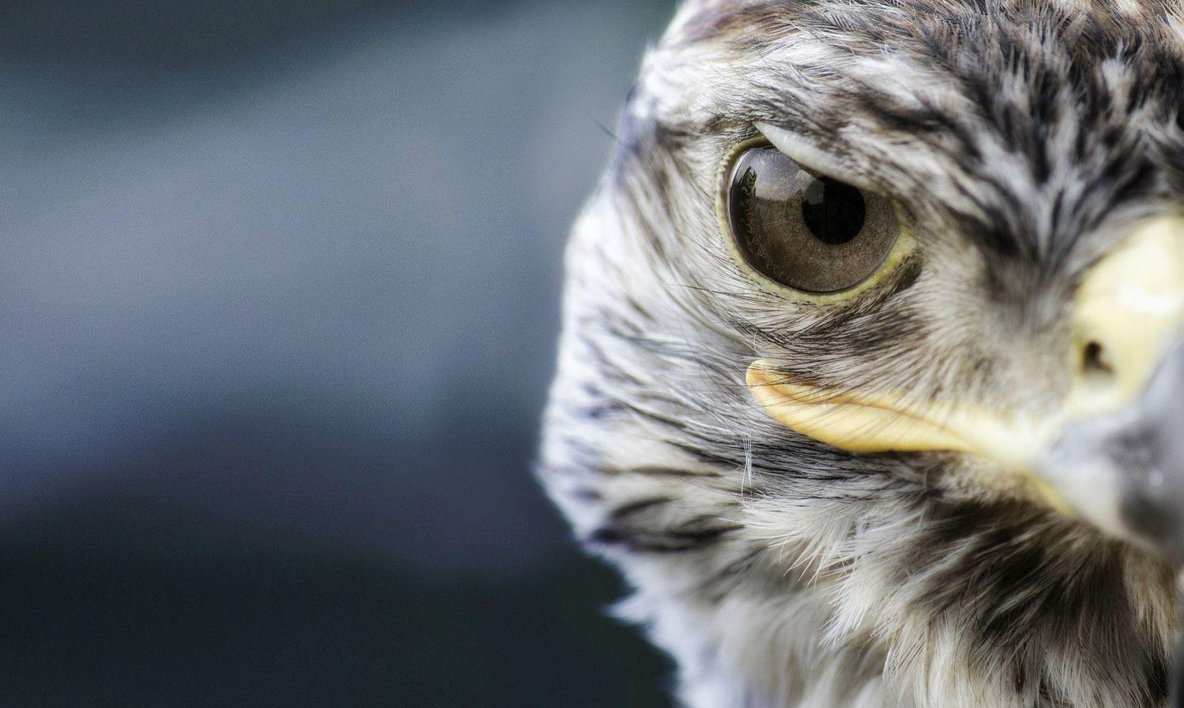 1697x1015 Animal Wallpaper