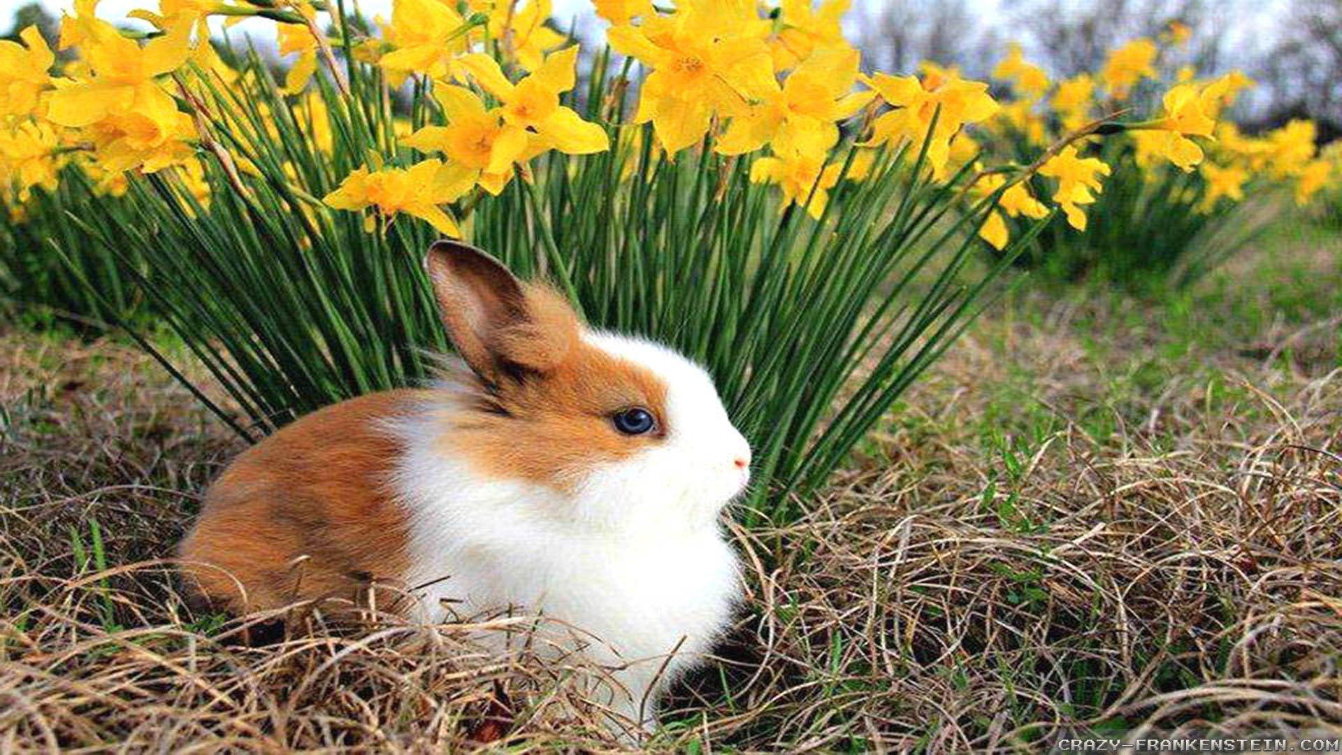 1920x1080 1920x1080 animal wallpaper