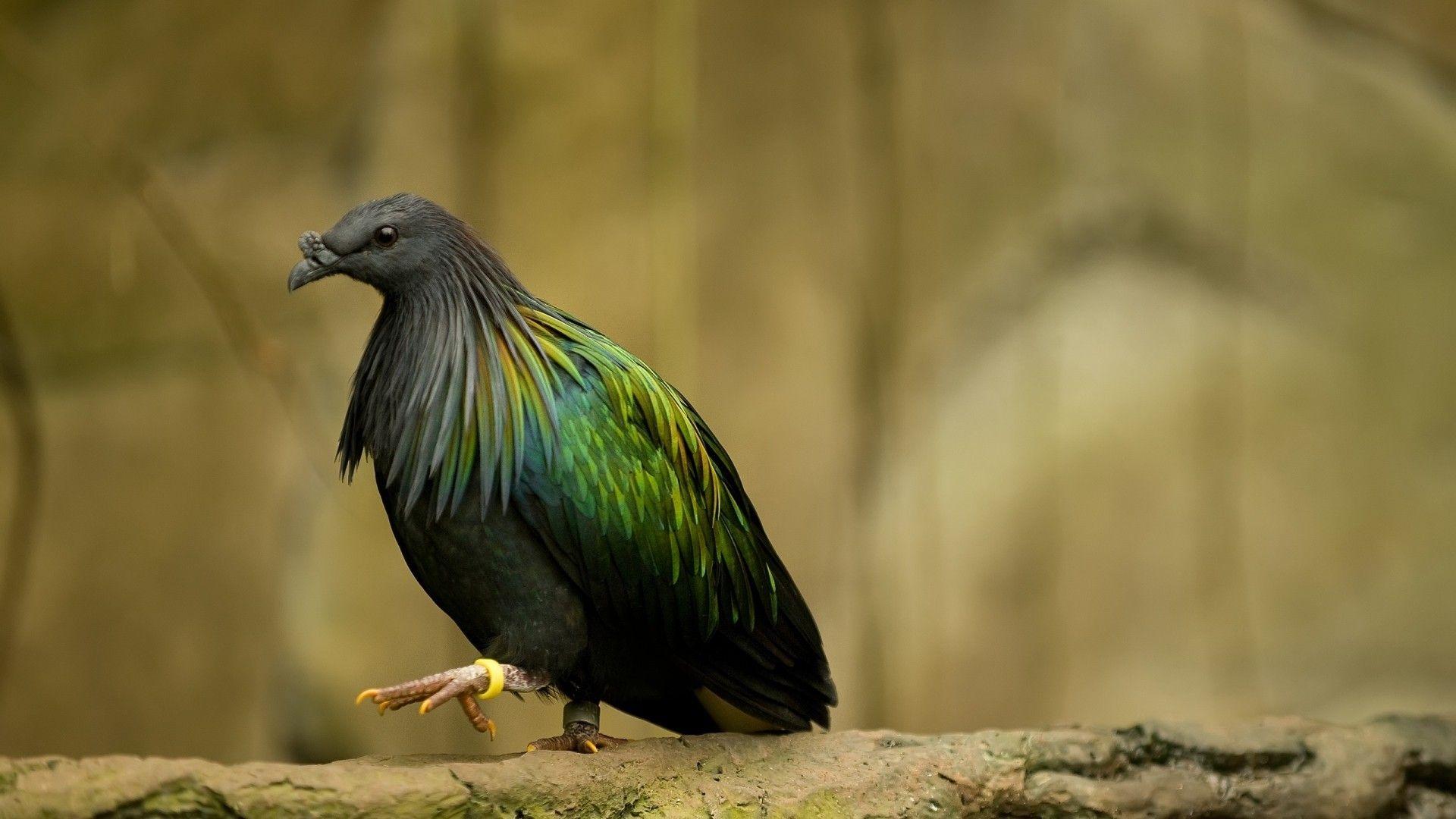 1920x1080 Birds Animals Wallpaper 1920x1080 Birds, Animals, Pigeons