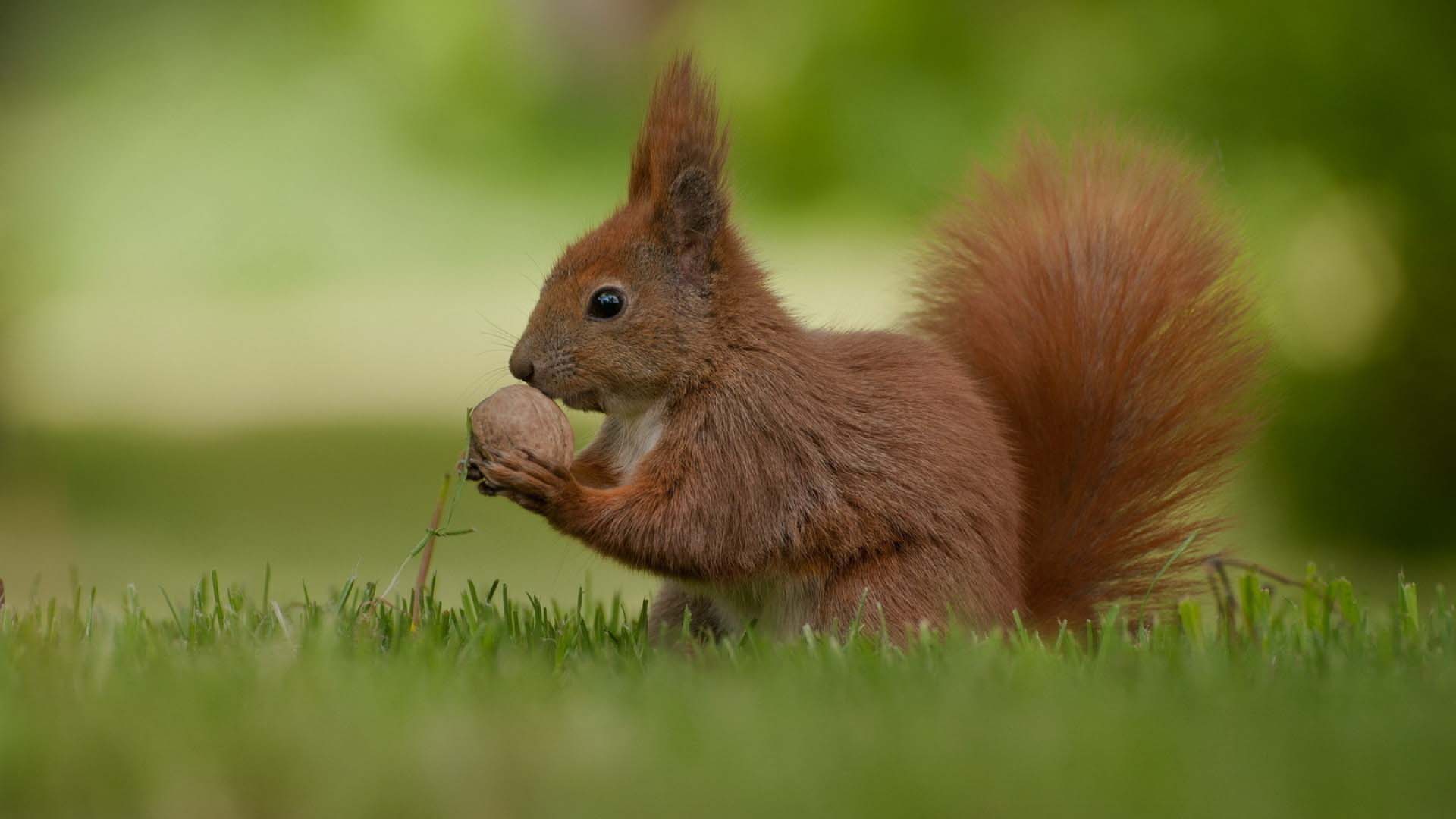 1920x1080 Animal Squirrel Rodent Nut Grass Little Animals Wallpaper 1920x1080