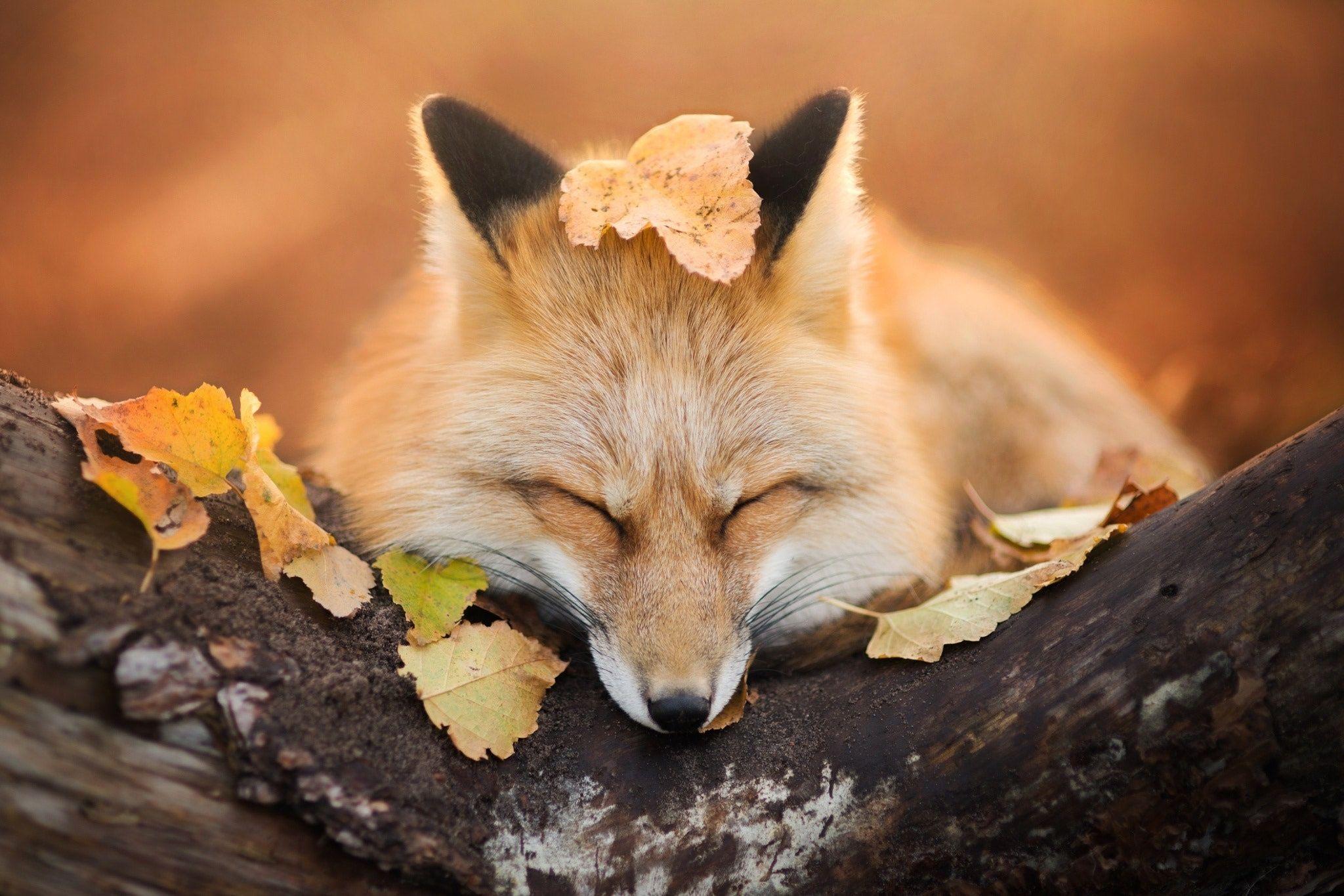 2048x1365 New HD Animal Wallpaper 1920x1080
