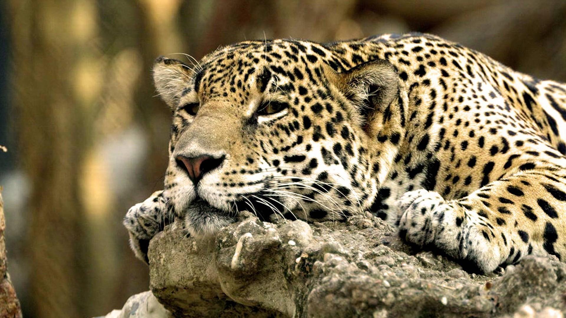 1920x1080 Wildlife Wallpaper Animals Image 1920X1080