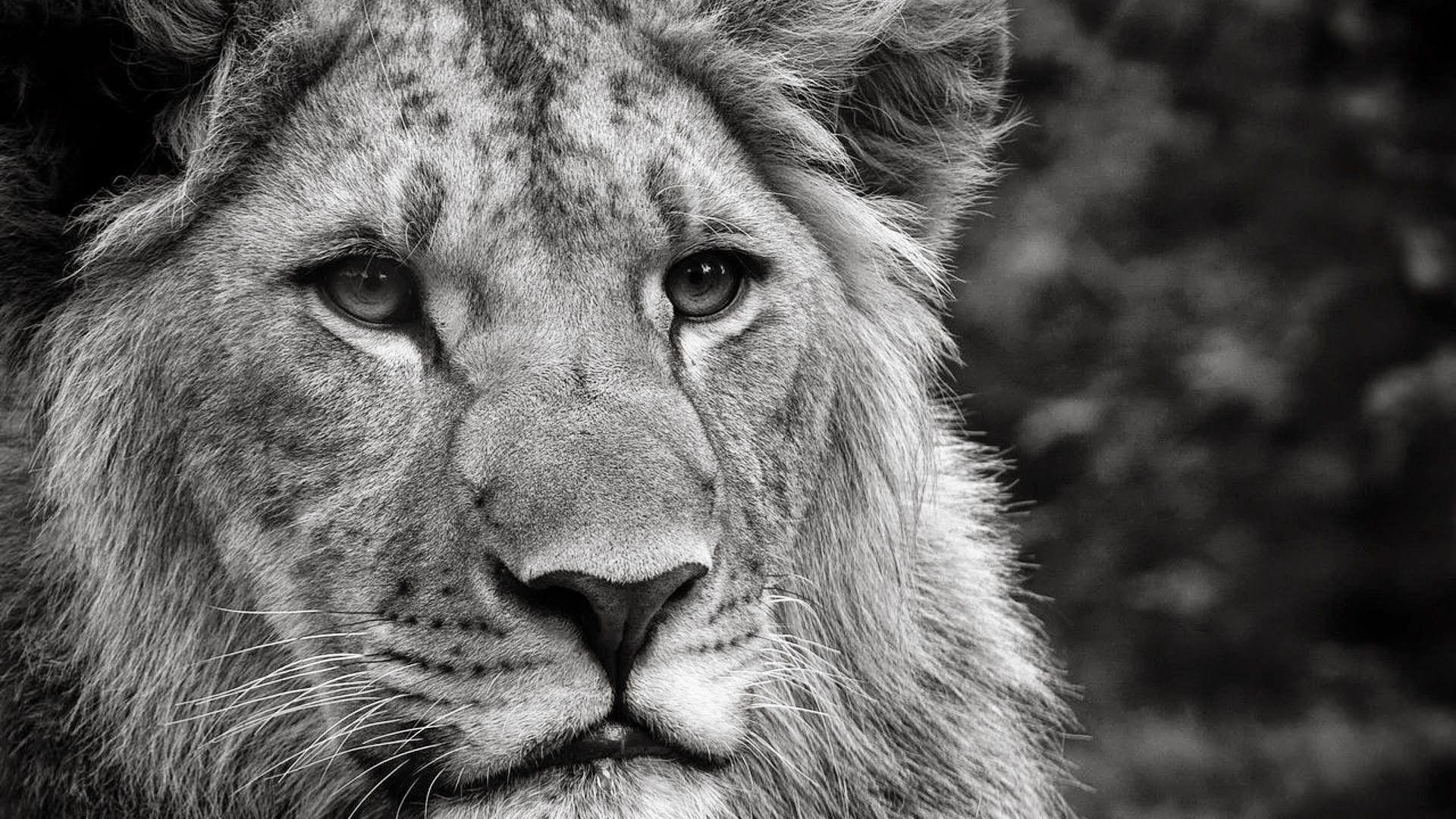 1920x1080 Cool Animal Wallpaper